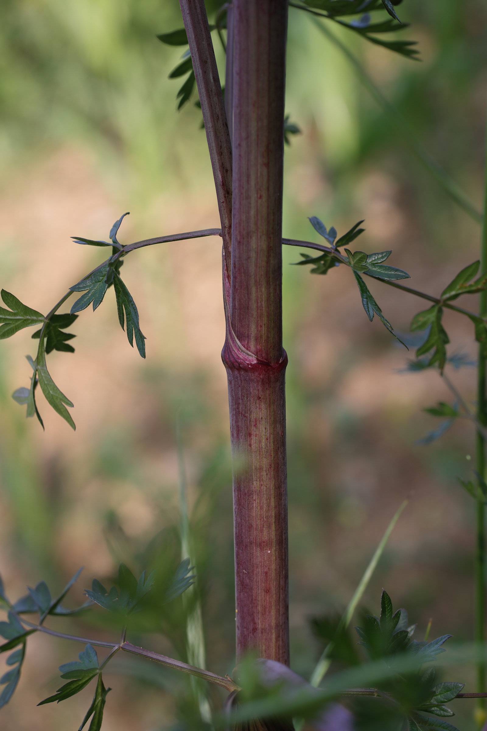 Afficher le média peucedanum_alsaticum2md peucedanum_alsaticum2md