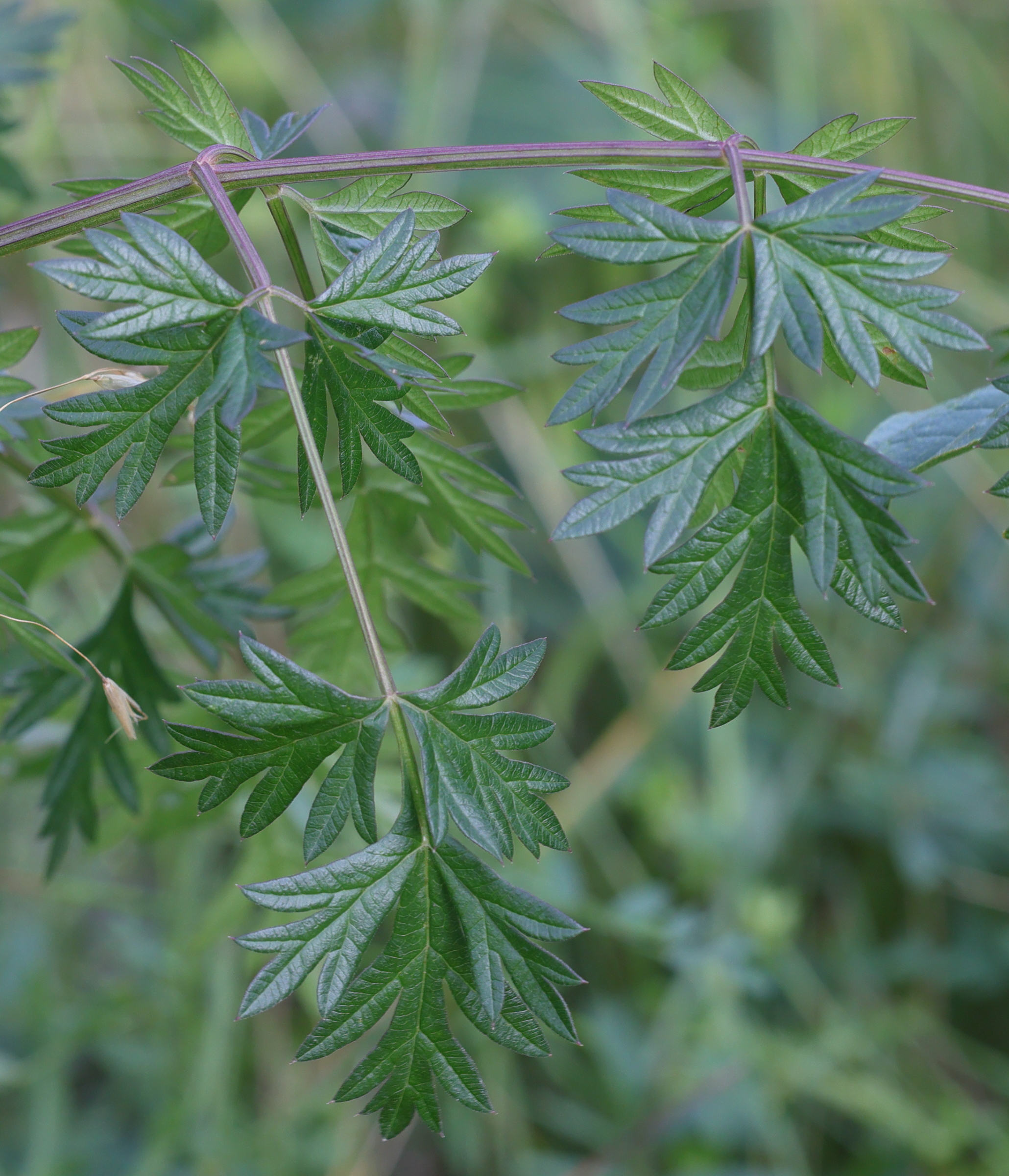 Afficher le média peucedanum_alsaticum3md peucedanum_alsaticum3md