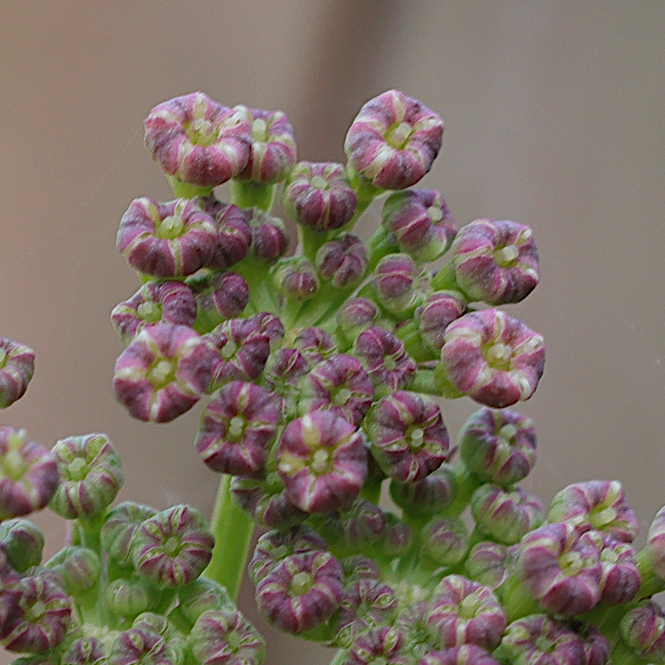 Afficher le média peucedanum_alsaticum4md peucedanum_alsaticum4md