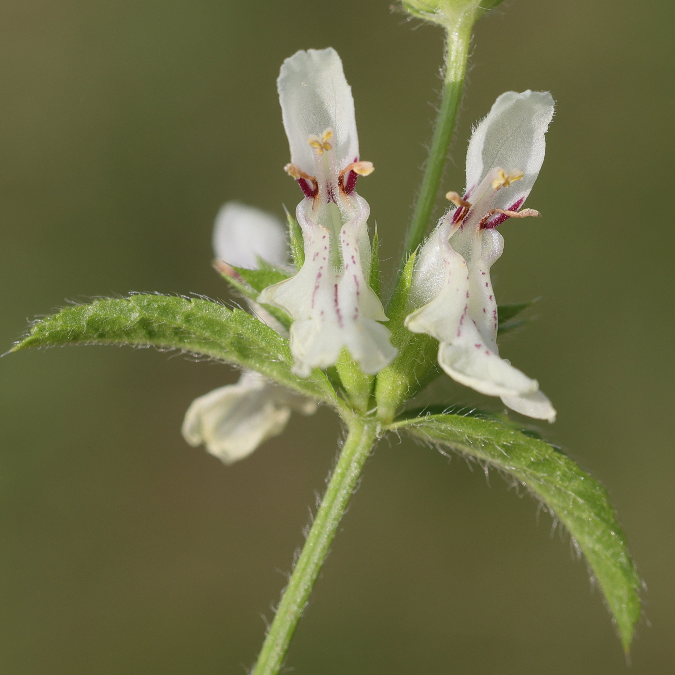 stachys_recta3md