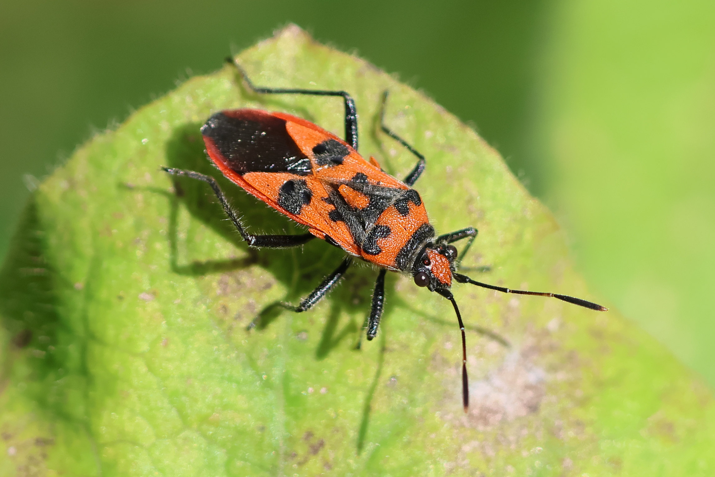 corizus_hyoscyami2bd