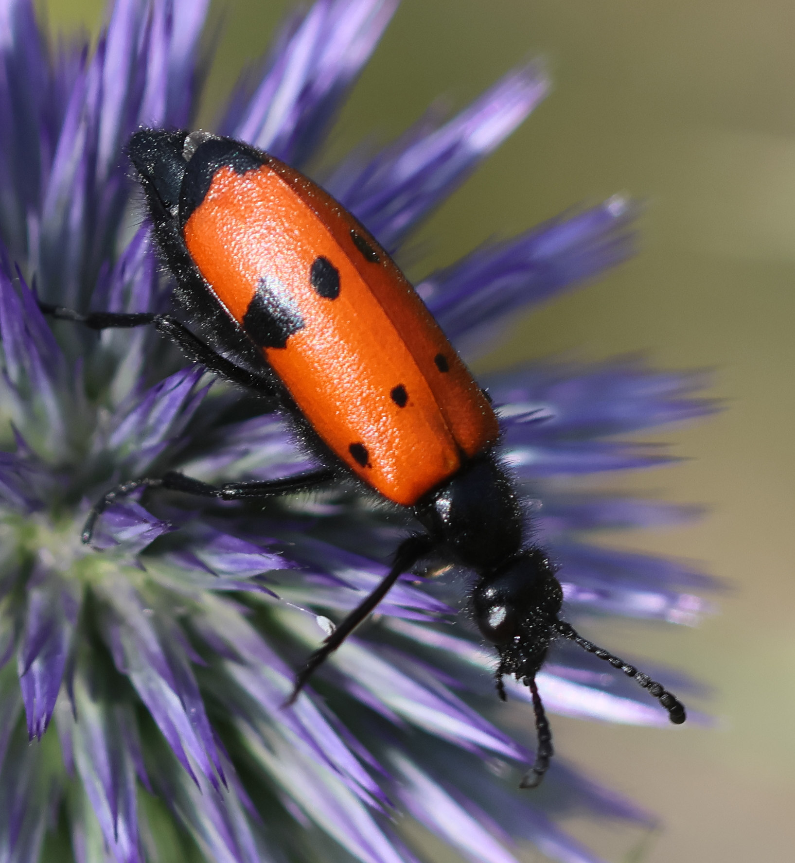 mylabris_quadripunctata4bd