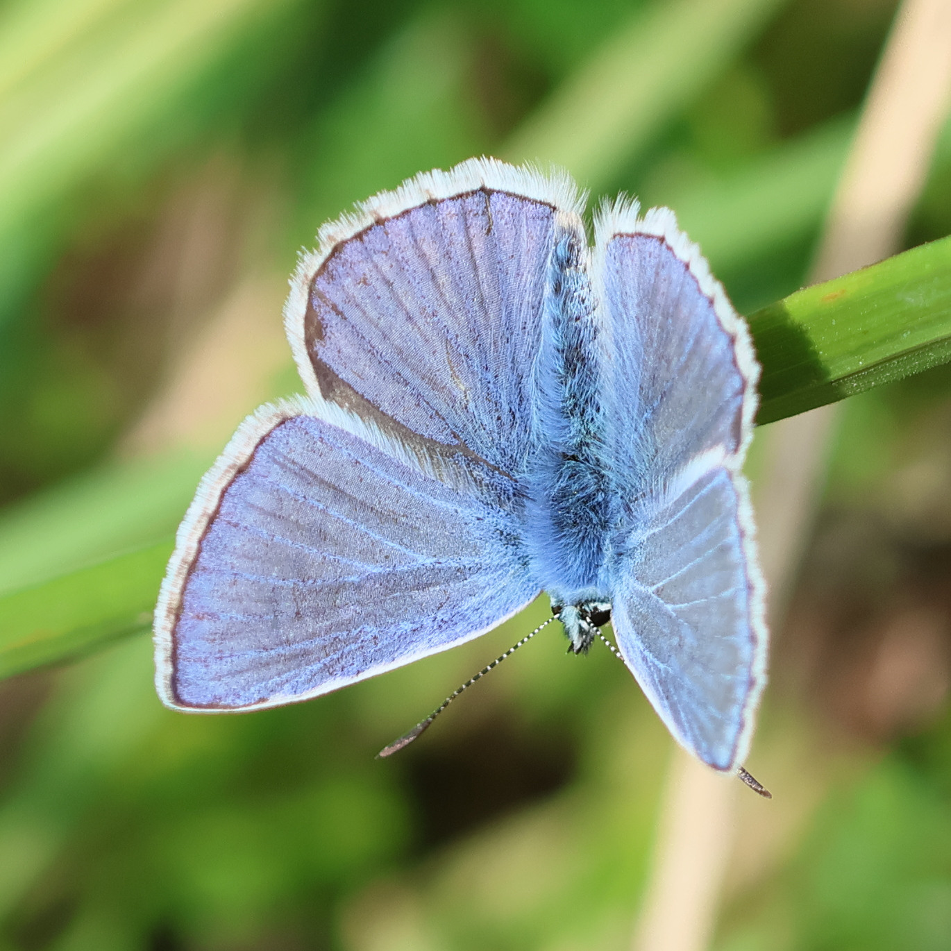 polyommatus_icarus5bd