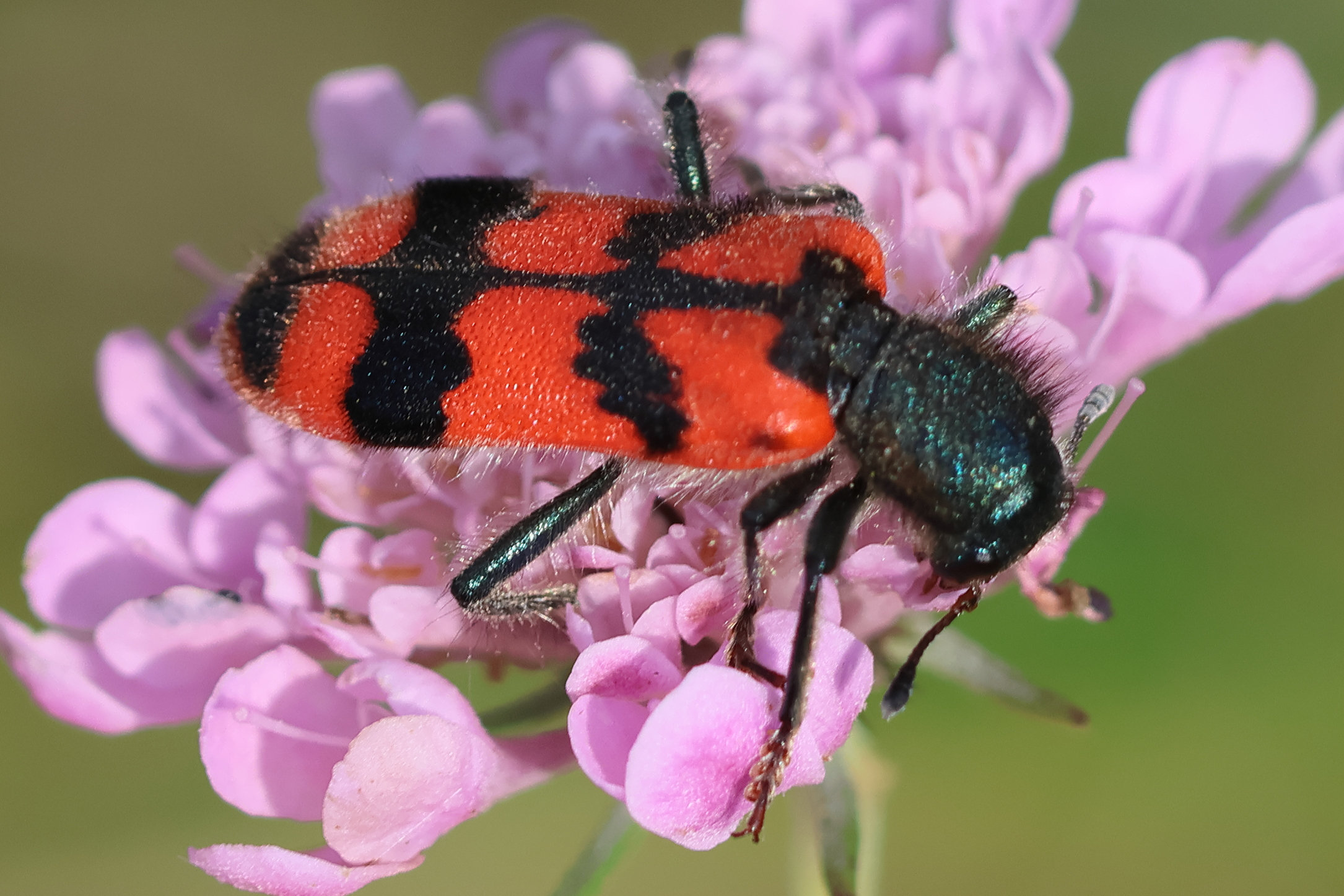 trichodes_alvearius5bd