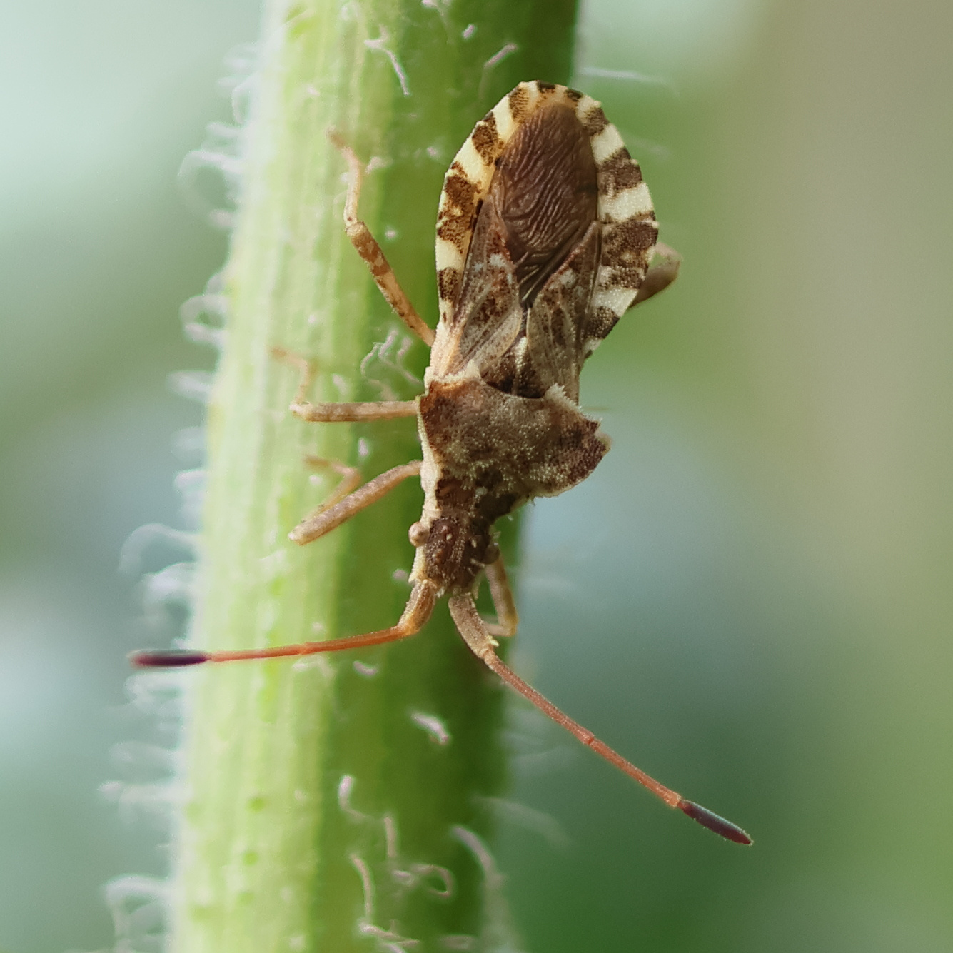 centrocoris_spiniger1bd