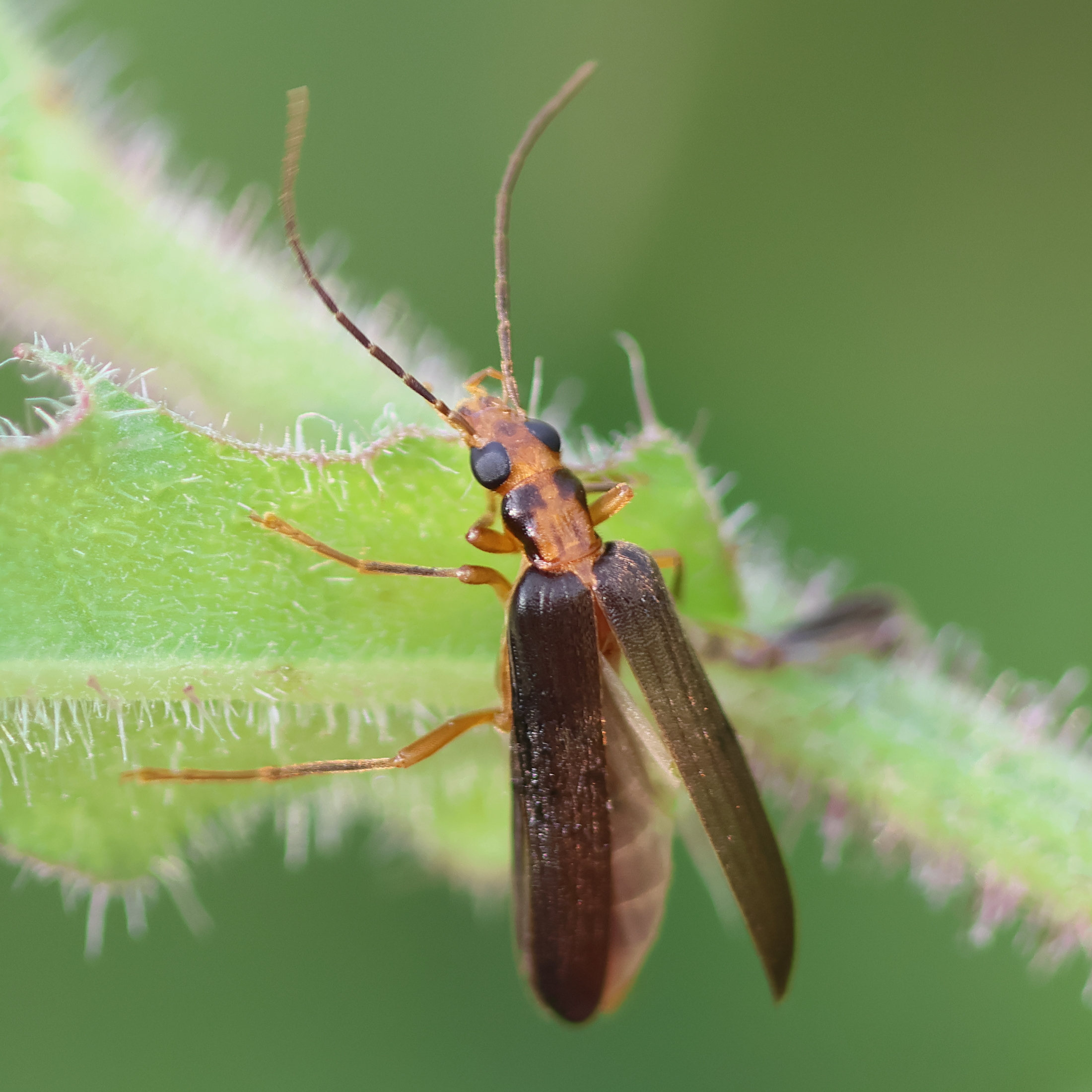 nacerdes_carniolica1bd