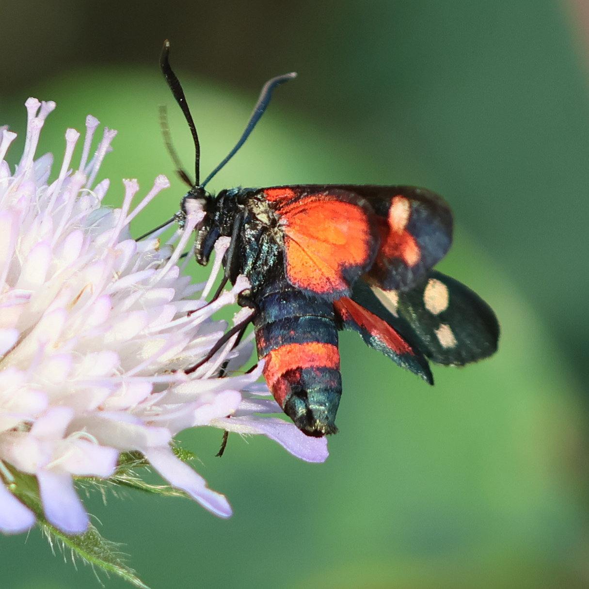 zygaena_ephialtes1bd