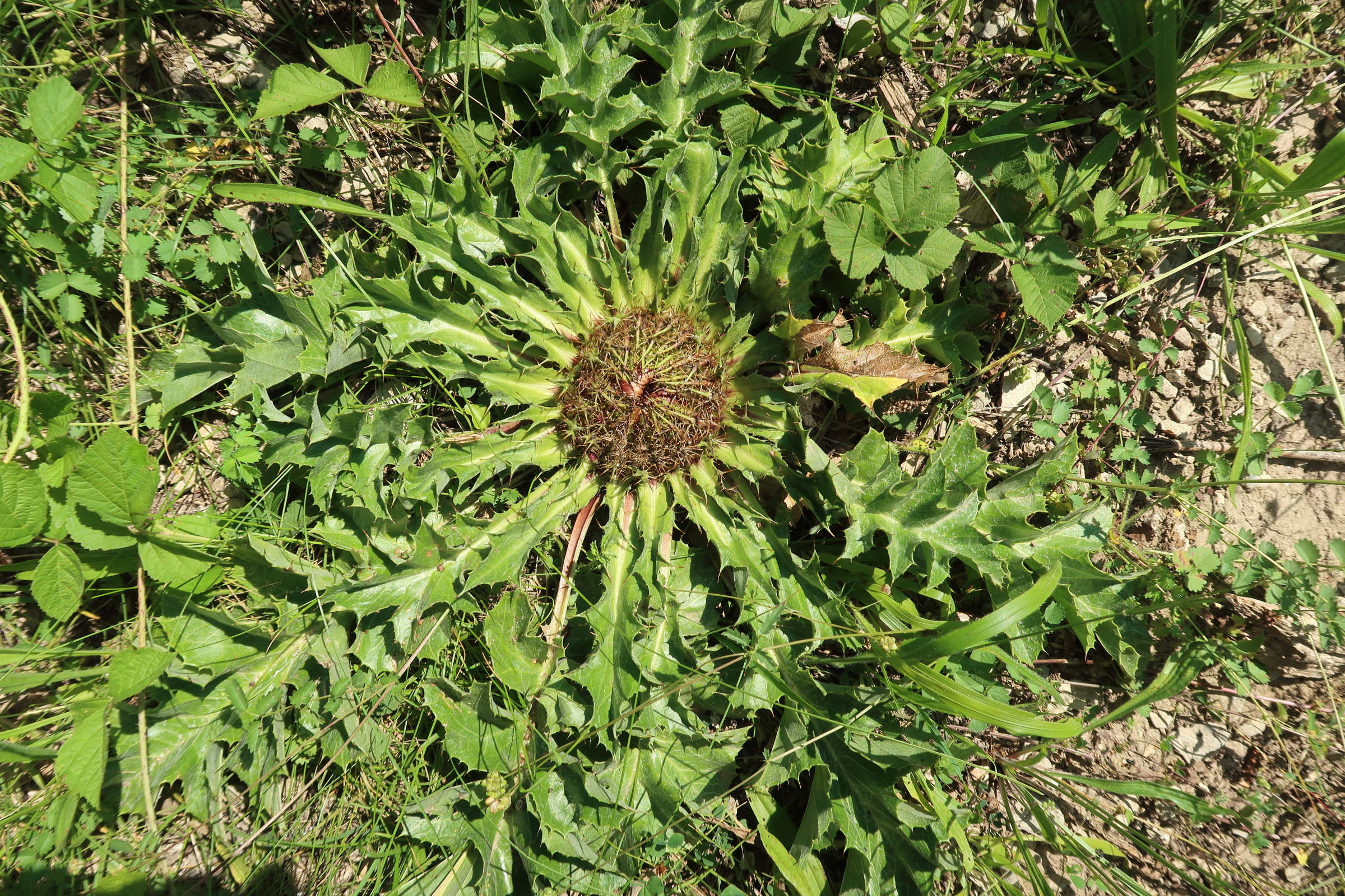 Afficher le média carlina_acanthifolia7md carlina_acanthifolia7md