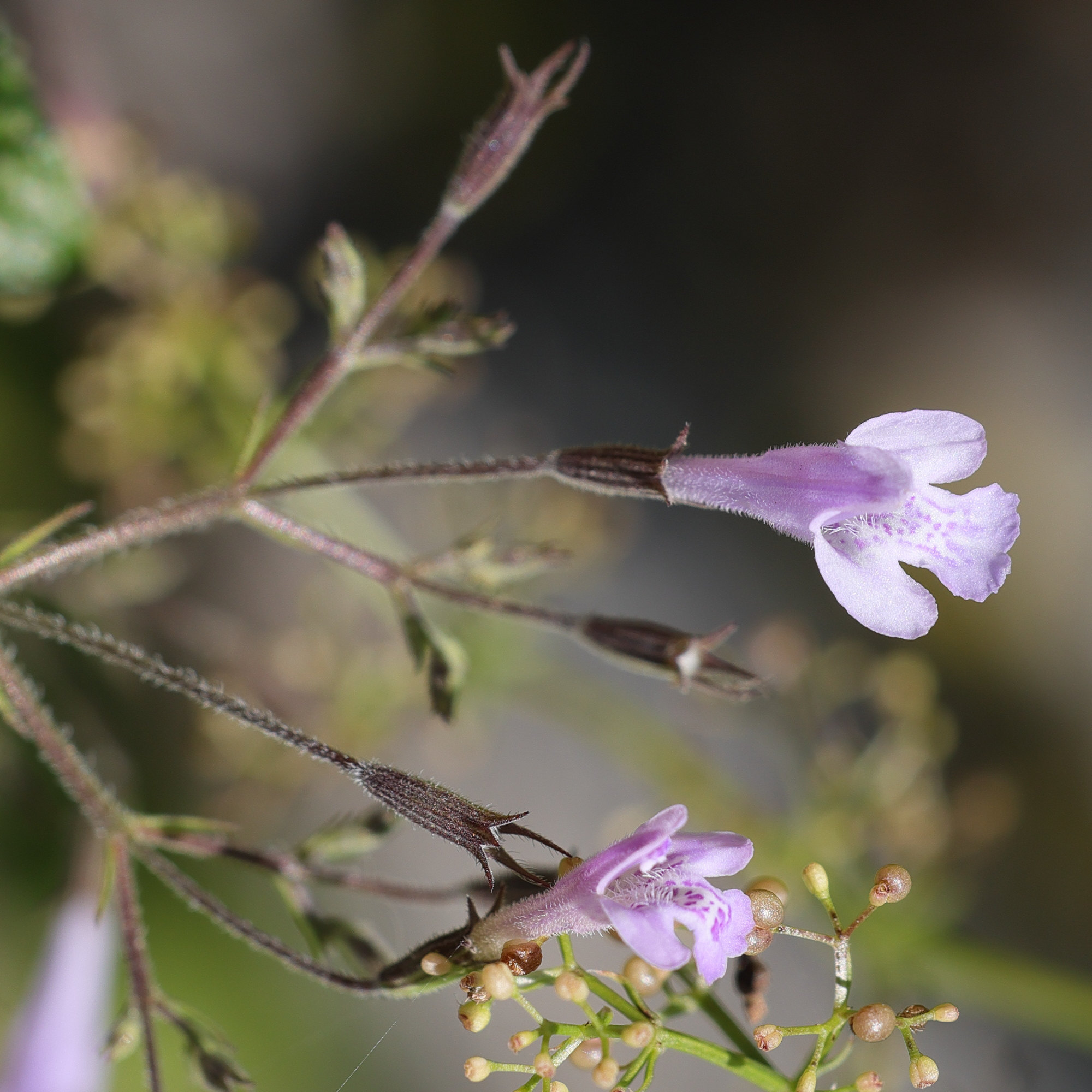 Afficher le média clinopodium_nepeta3md clinopodium_nepeta3md