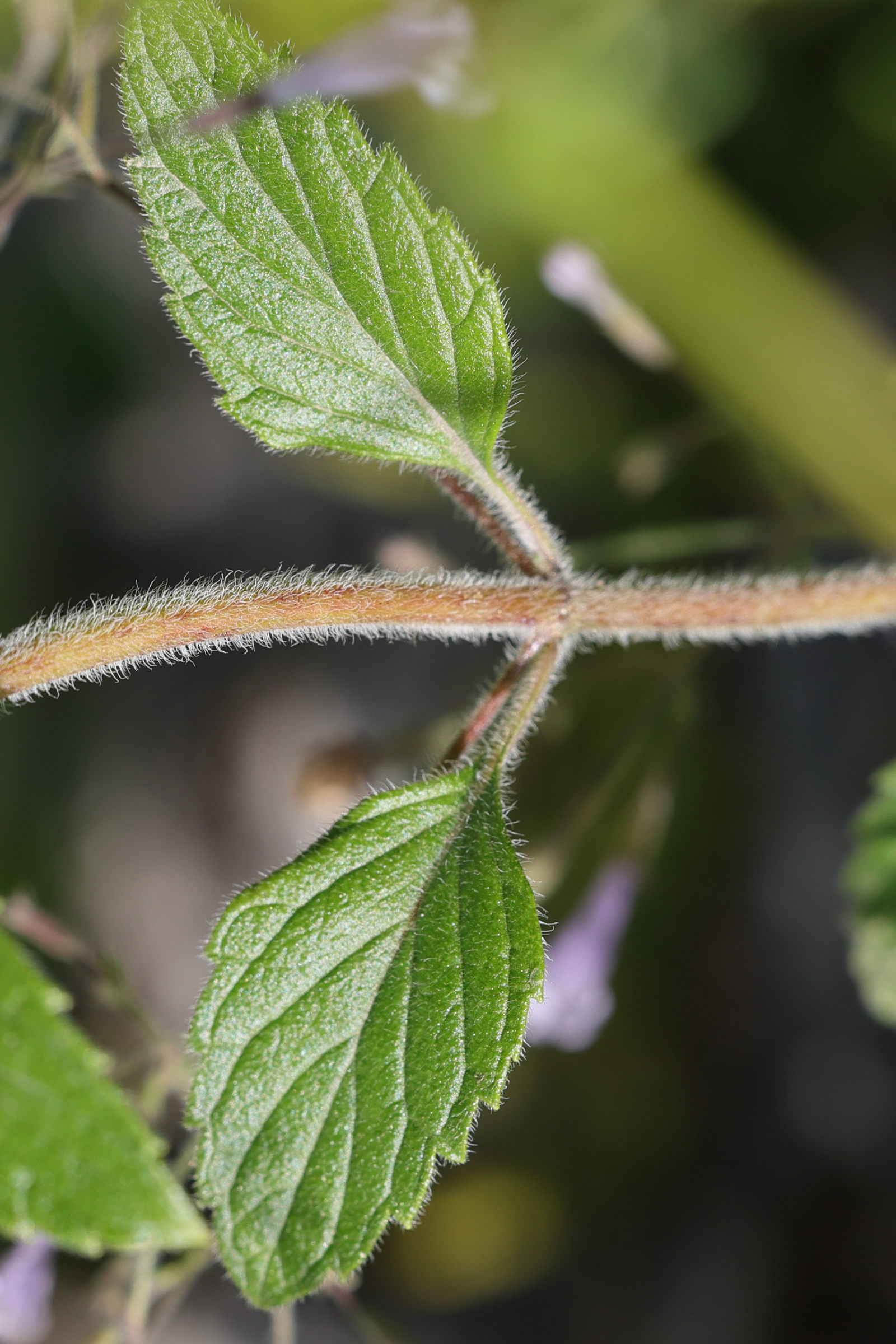 Afficher le média clinopodium_nepeta4md clinopodium_nepeta4md