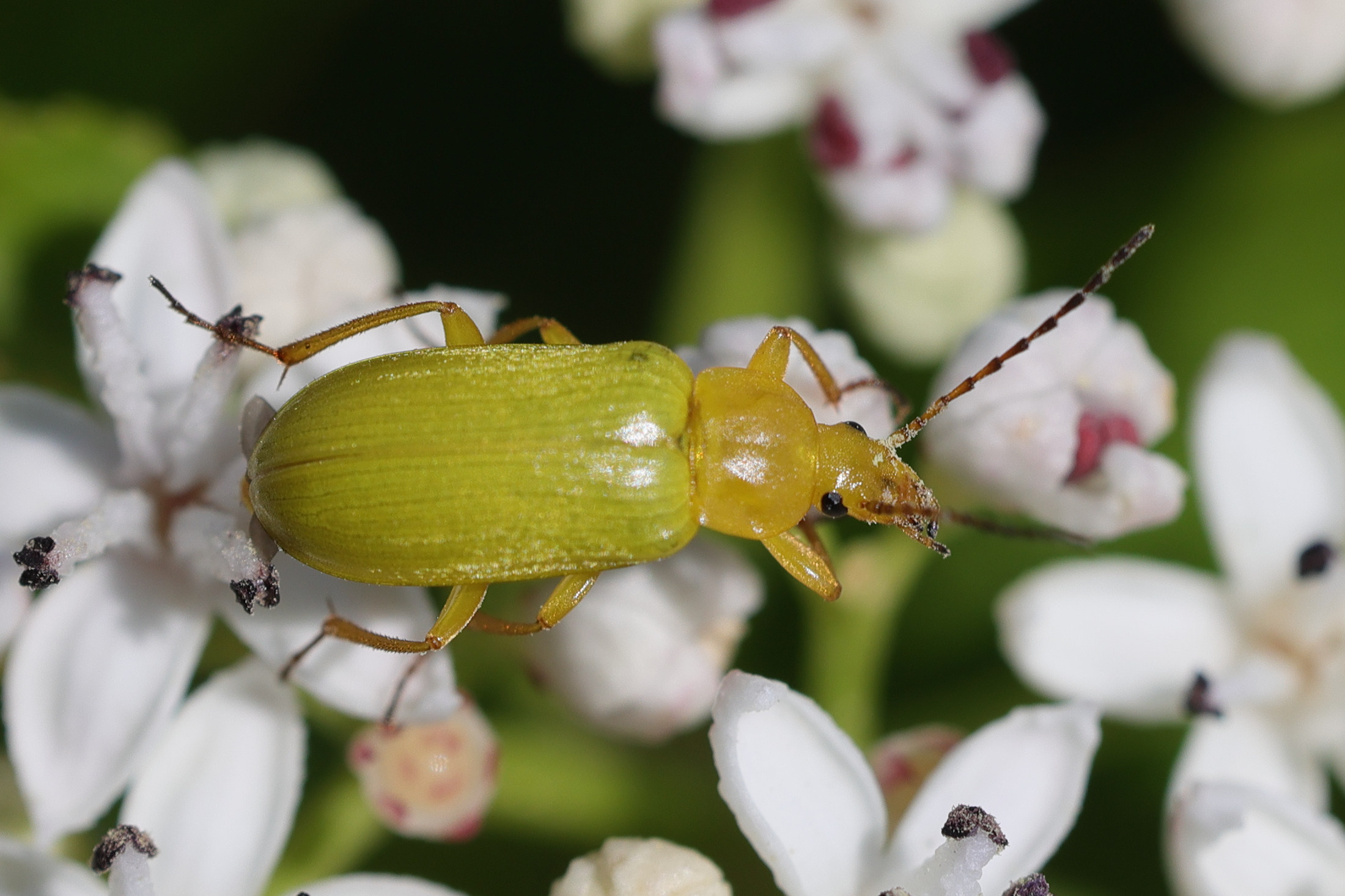 Afficher le média cteniopus_sulphureus3md cteniopus_sulphureus3md