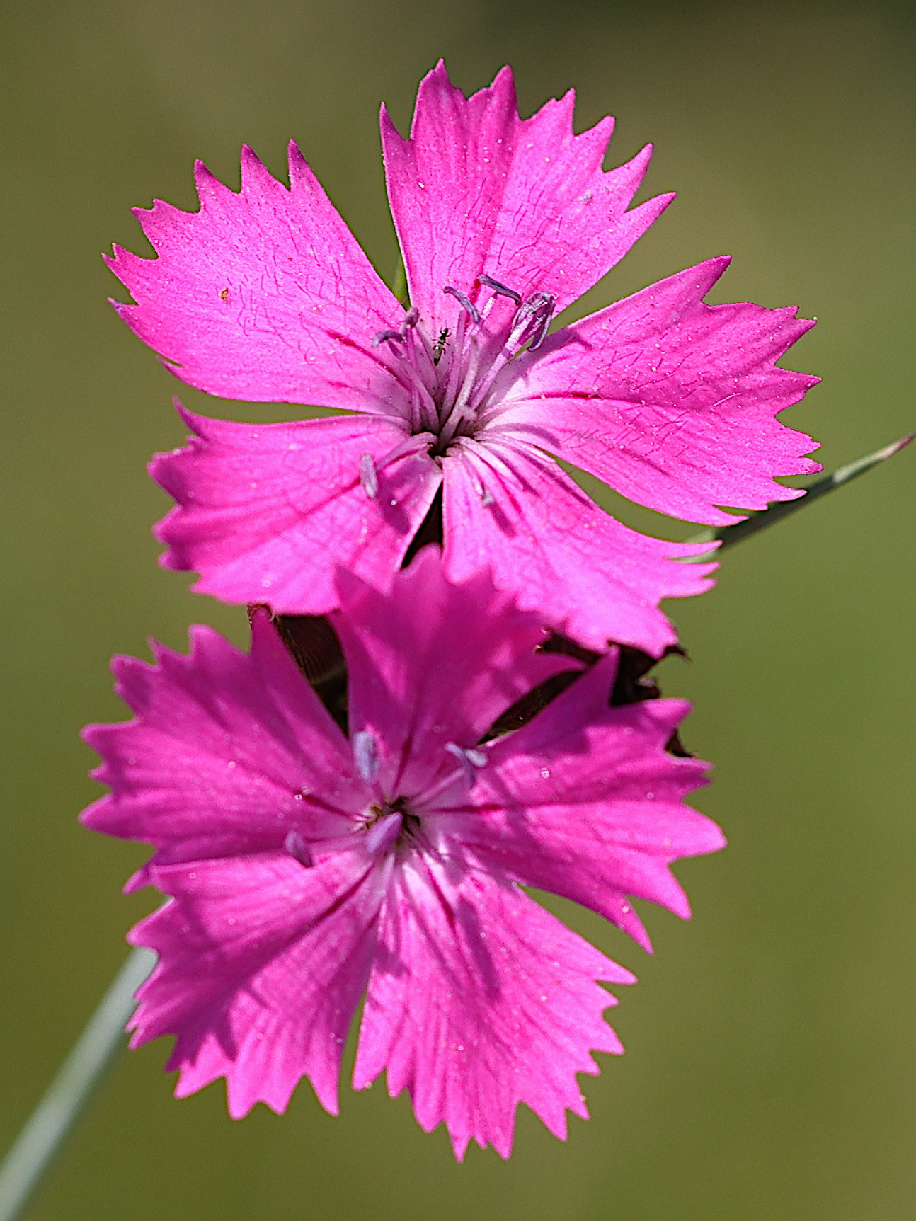 Afficher le média dianthus_carthusianorum2md dianthus_carthusianorum2md