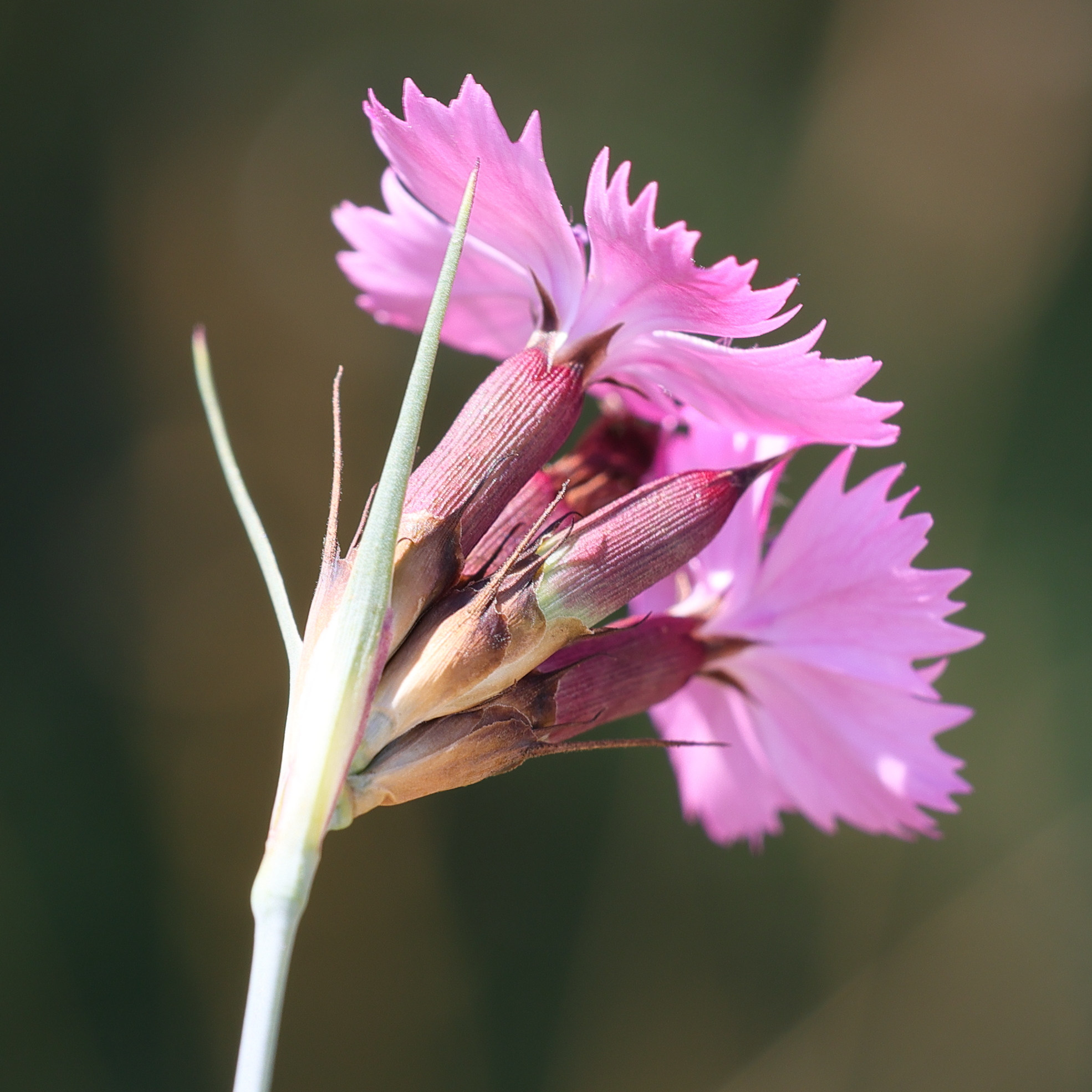 Afficher le média dianthus_carthusianorum4md dianthus_carthusianorum4md