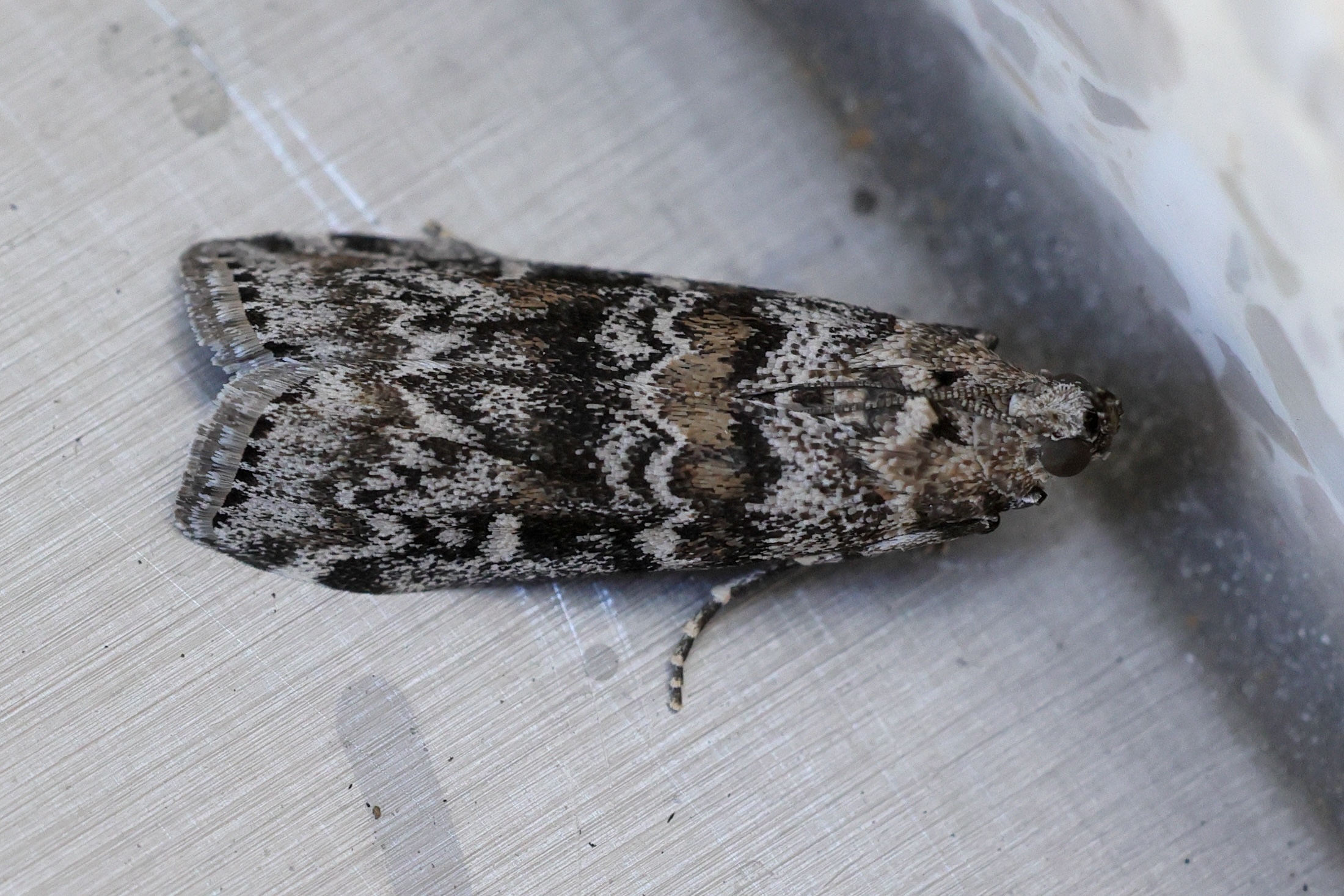 dioryctria_abietella1md