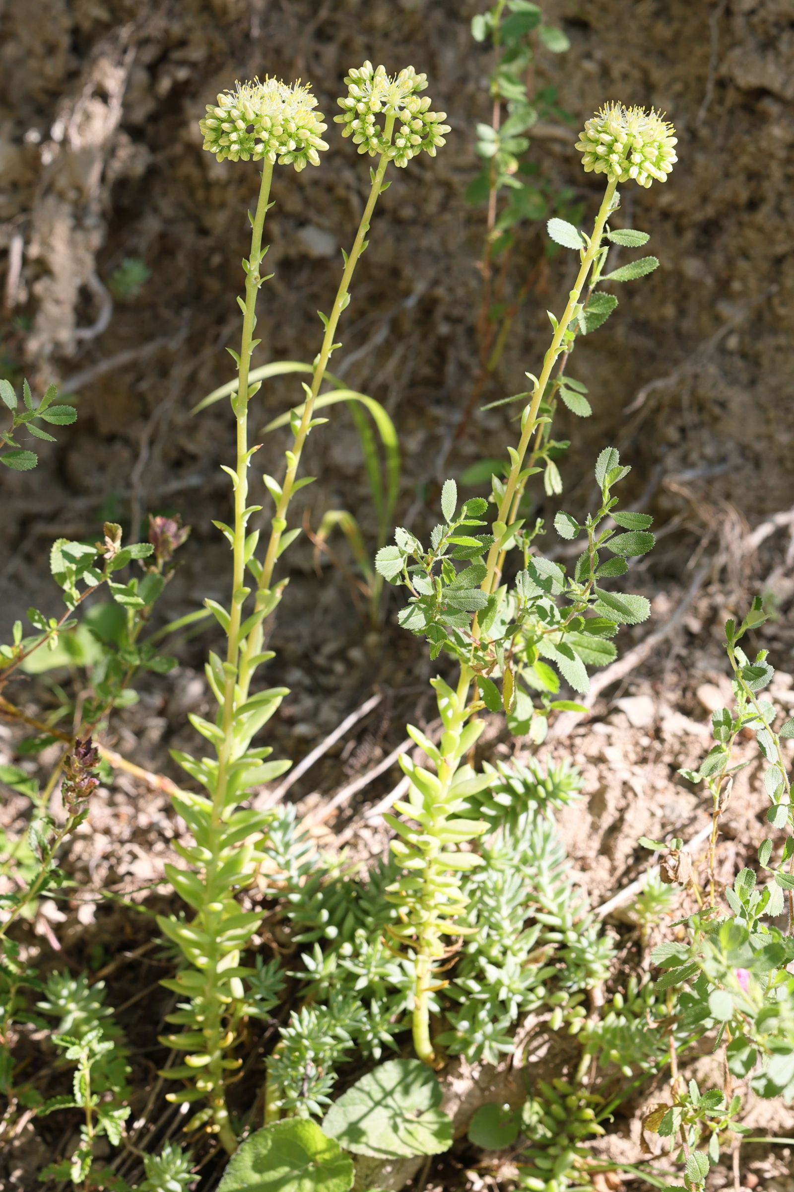 petrosedum_sediforme8md