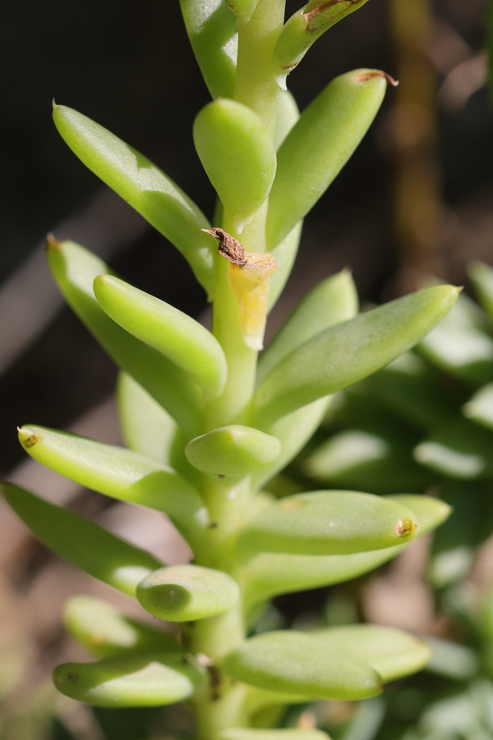 petrosedum_sediforme9md