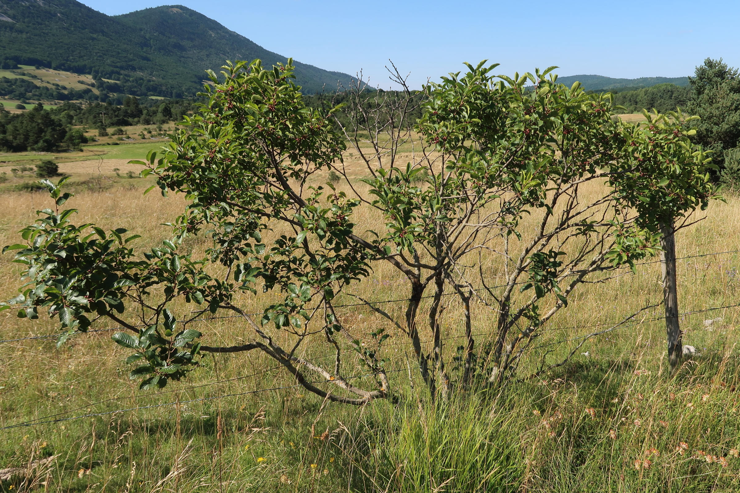 rhamnus_alpina1md