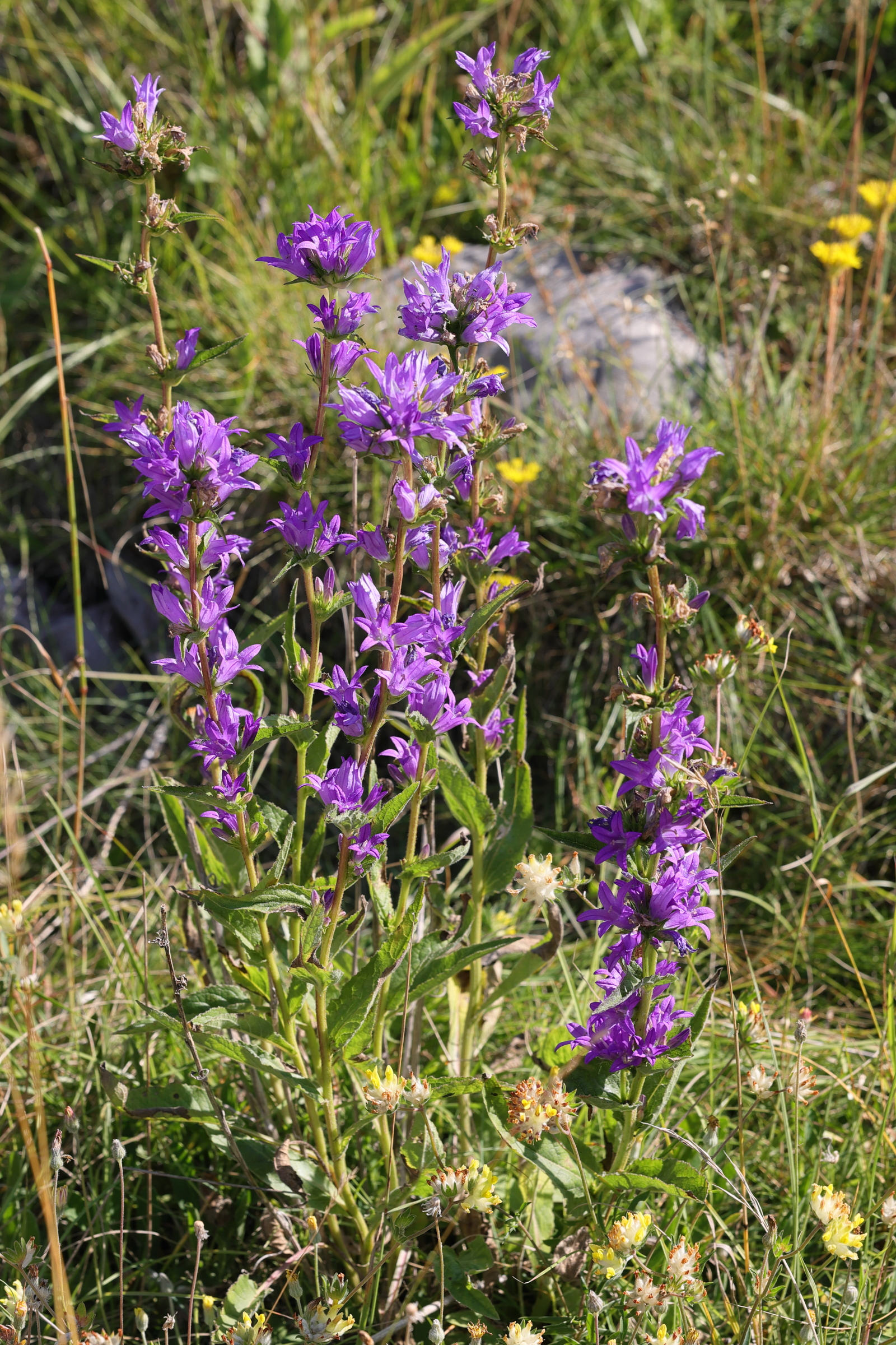 Afficher le média campanula_glomerata7md campanula_glomerata7md