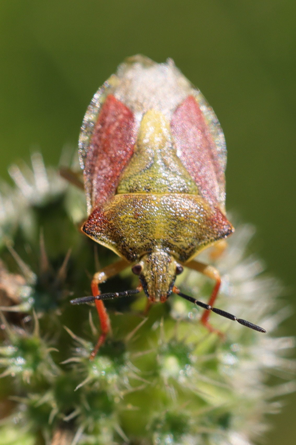 carpocoris_purpureipennis3md