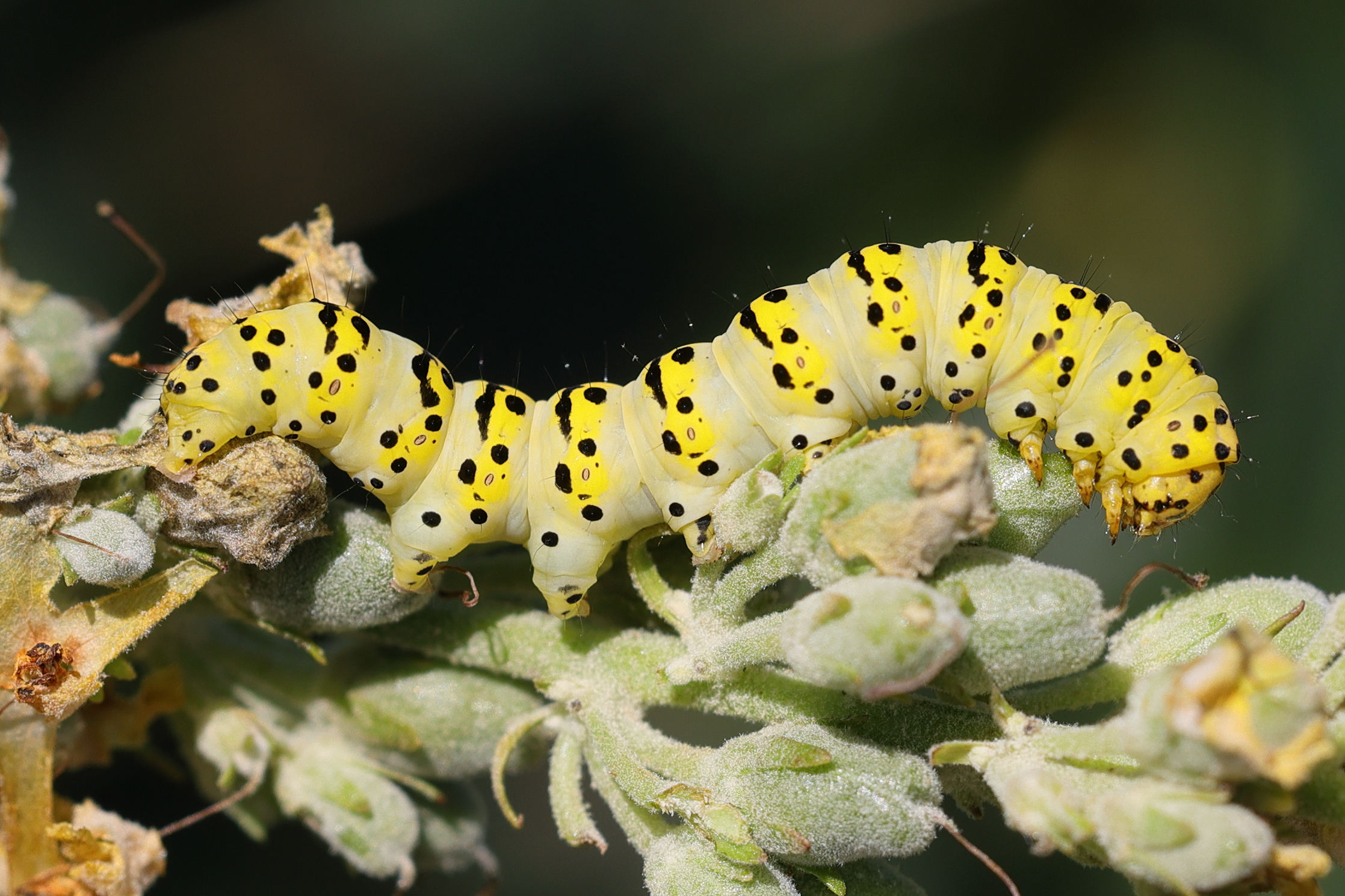 Afficher le média shargacuculia_lychnitis_ch1md shargacuculia_lychnitis_ch1md