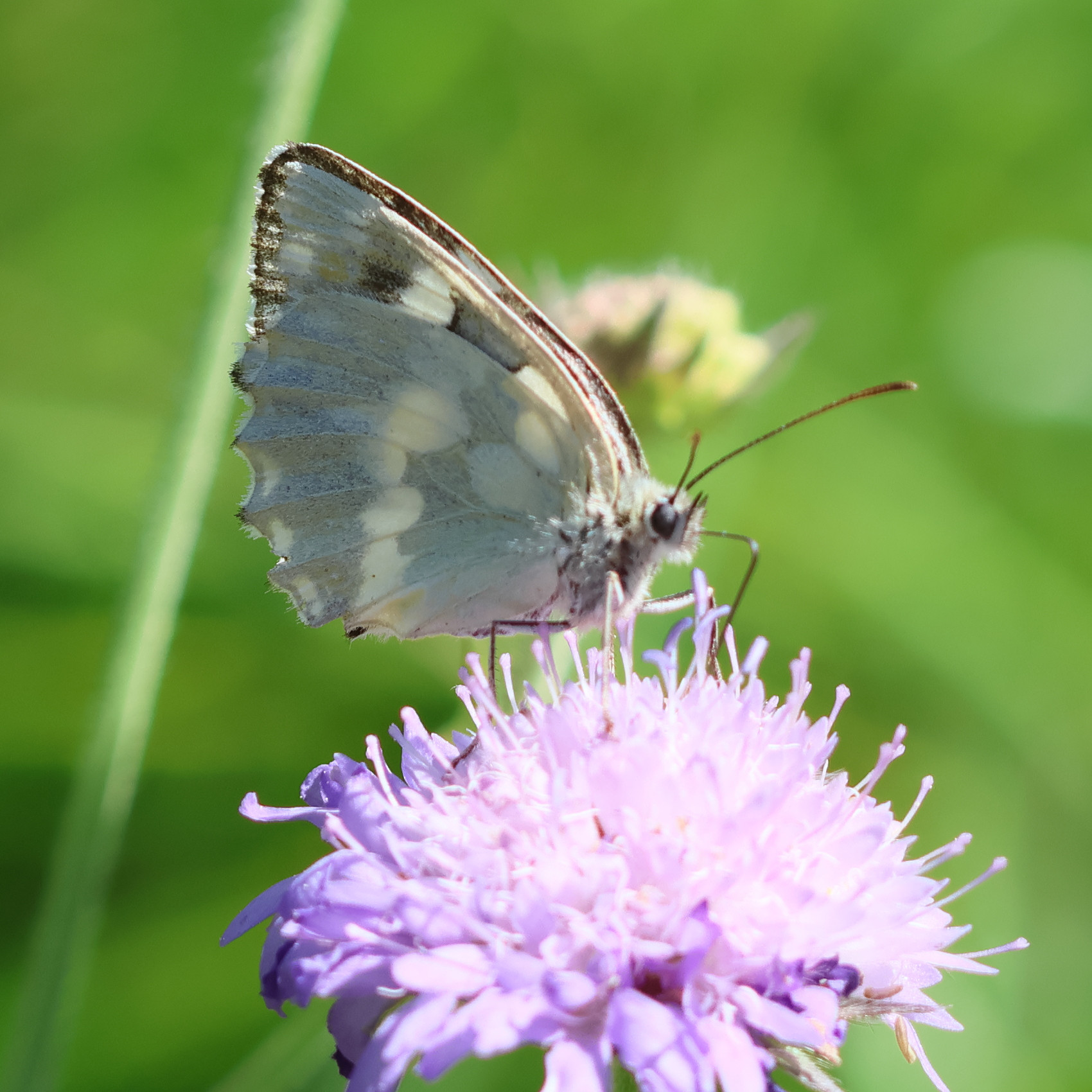 melanargia_galathea_leucomelas4bd