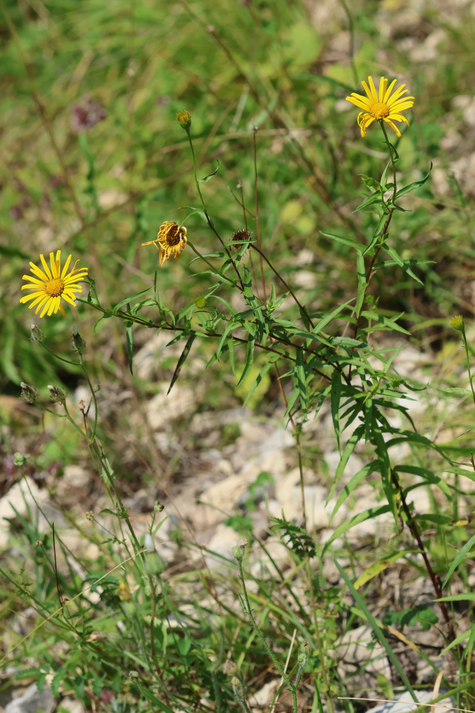 buphthalmum_salicifolium6bd