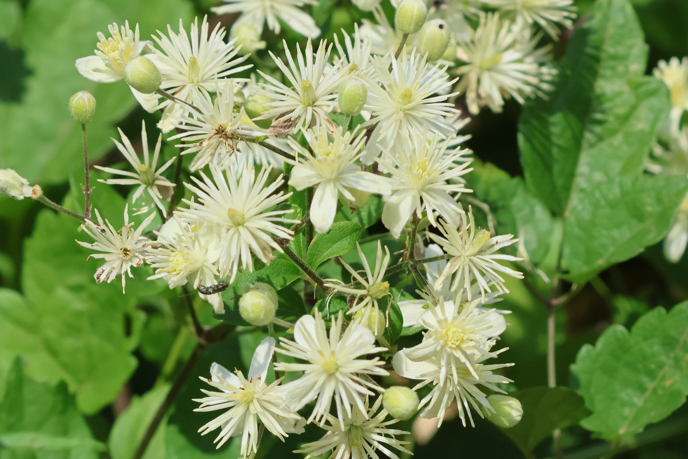 clematis_vitalba6bd