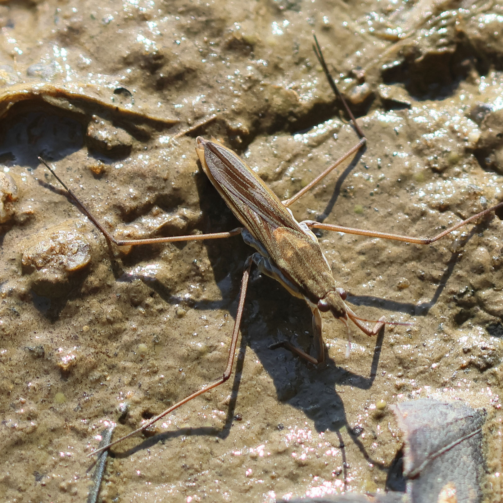 gerris_thoracicus2bd