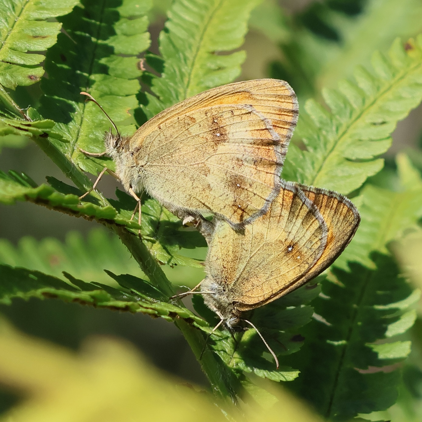 pyronia_tithonus10bd