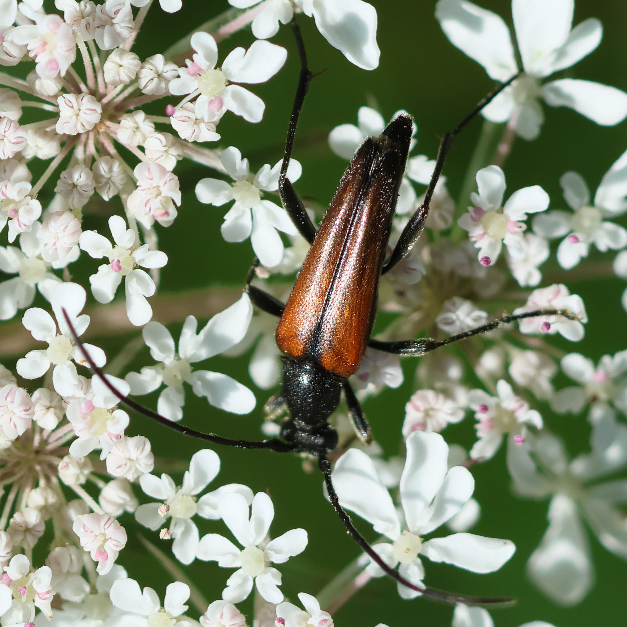 stenurella_melanura6bd