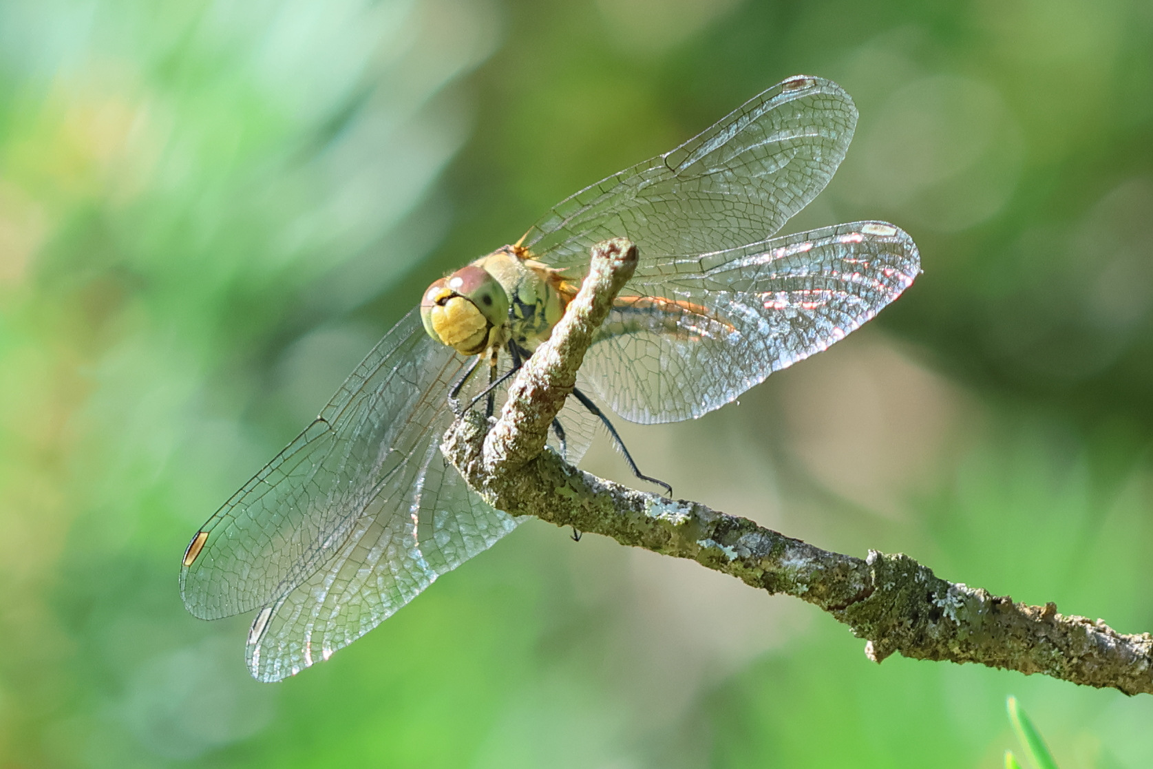 Afficher le média sympetrum_sanguineum9bd sympetrum_sanguineum9bd