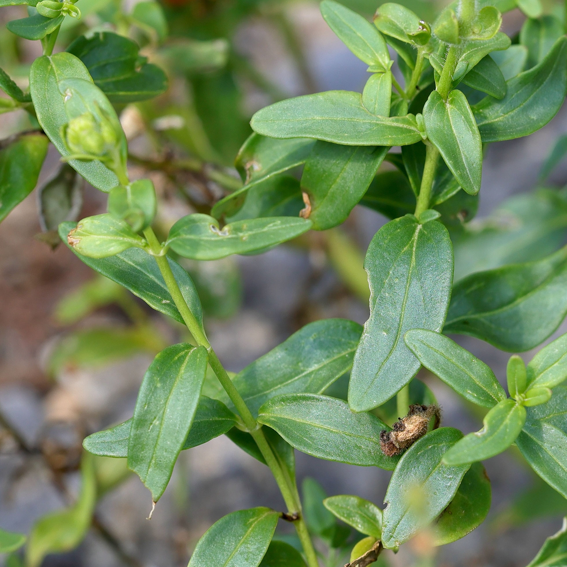 Afficher le média antirrhinum_majus_latifolium5md antirrhinum_majus_latifolium5md