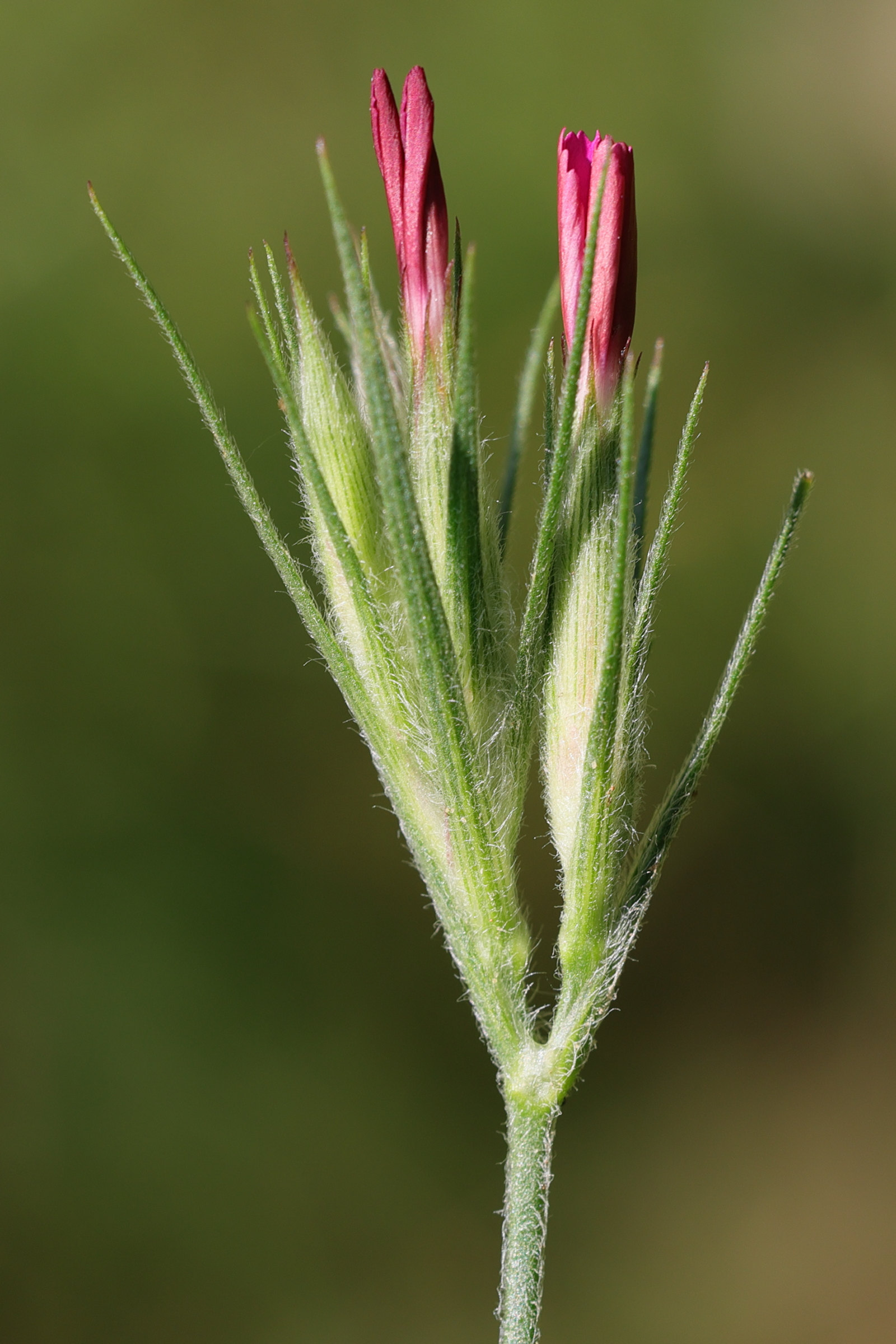 dianthus_armeria3md