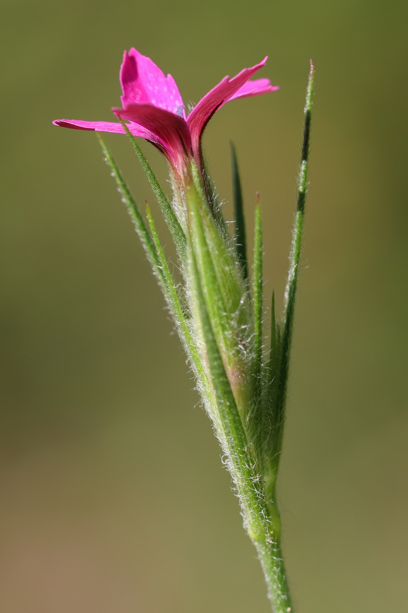 dianthus_armeria5md