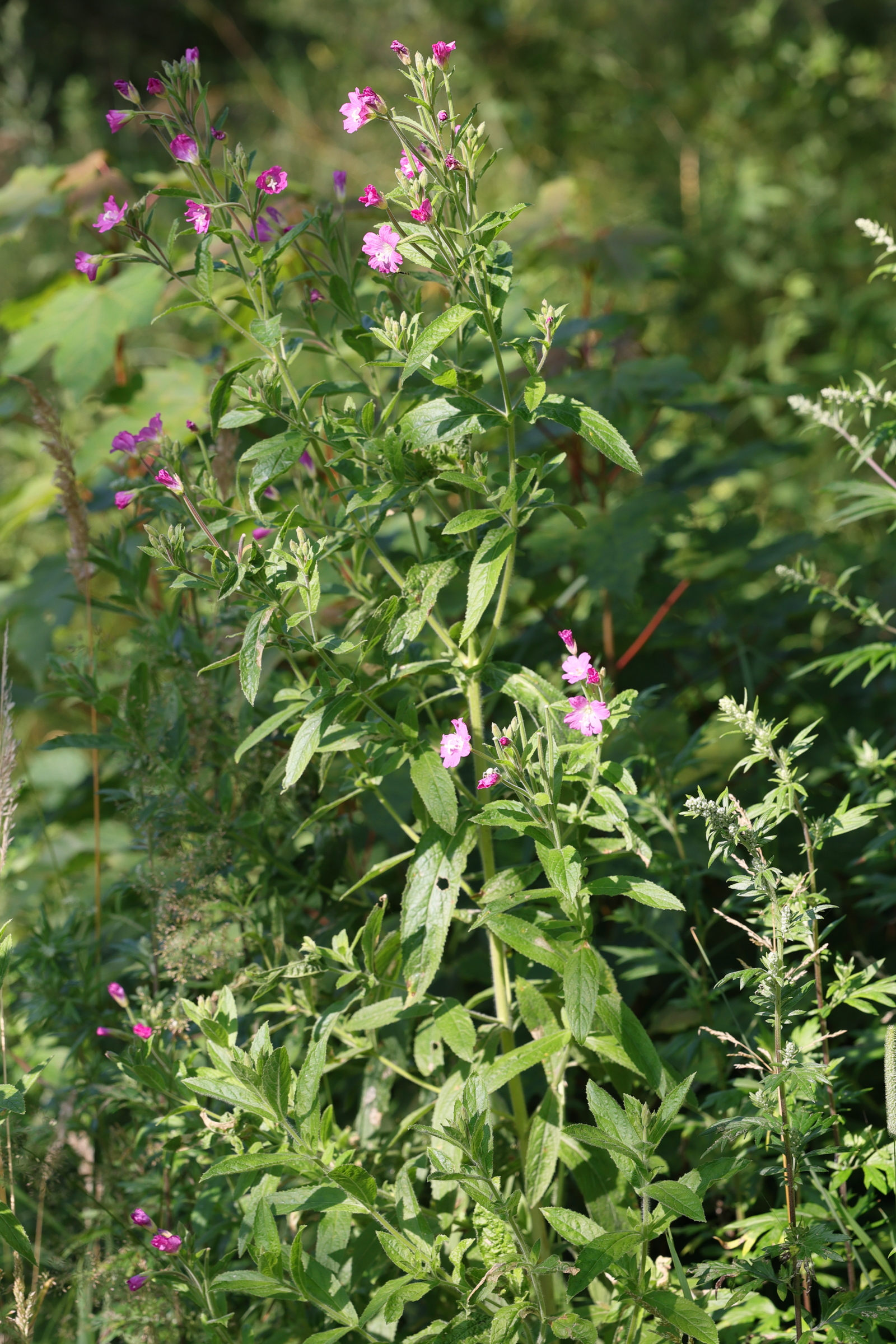 Afficher le média epilobium_hirsutum1md epilobium_hirsutum1md