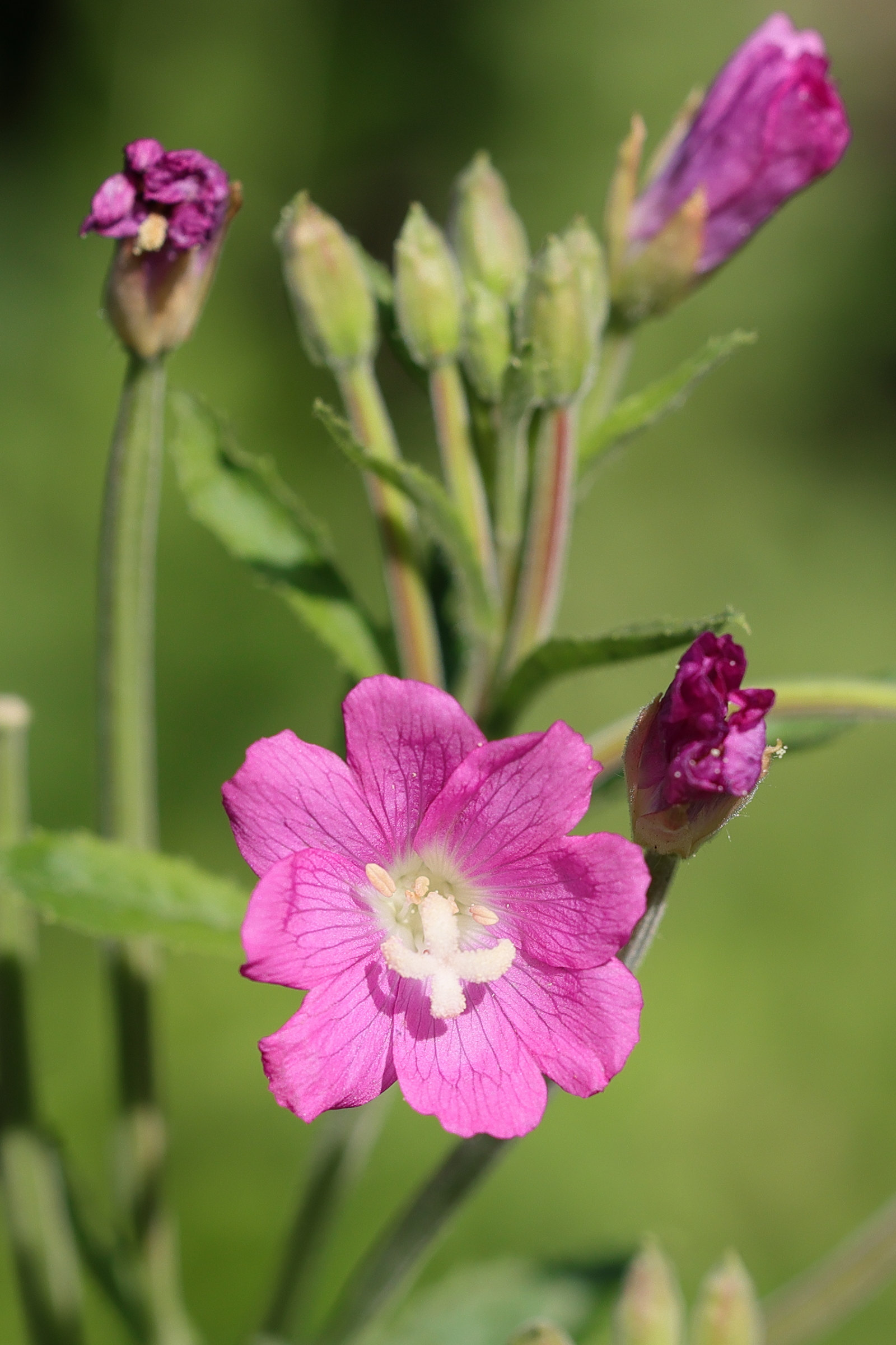 Afficher le média epilobium_hirsutum2amd epilobium_hirsutum2amd