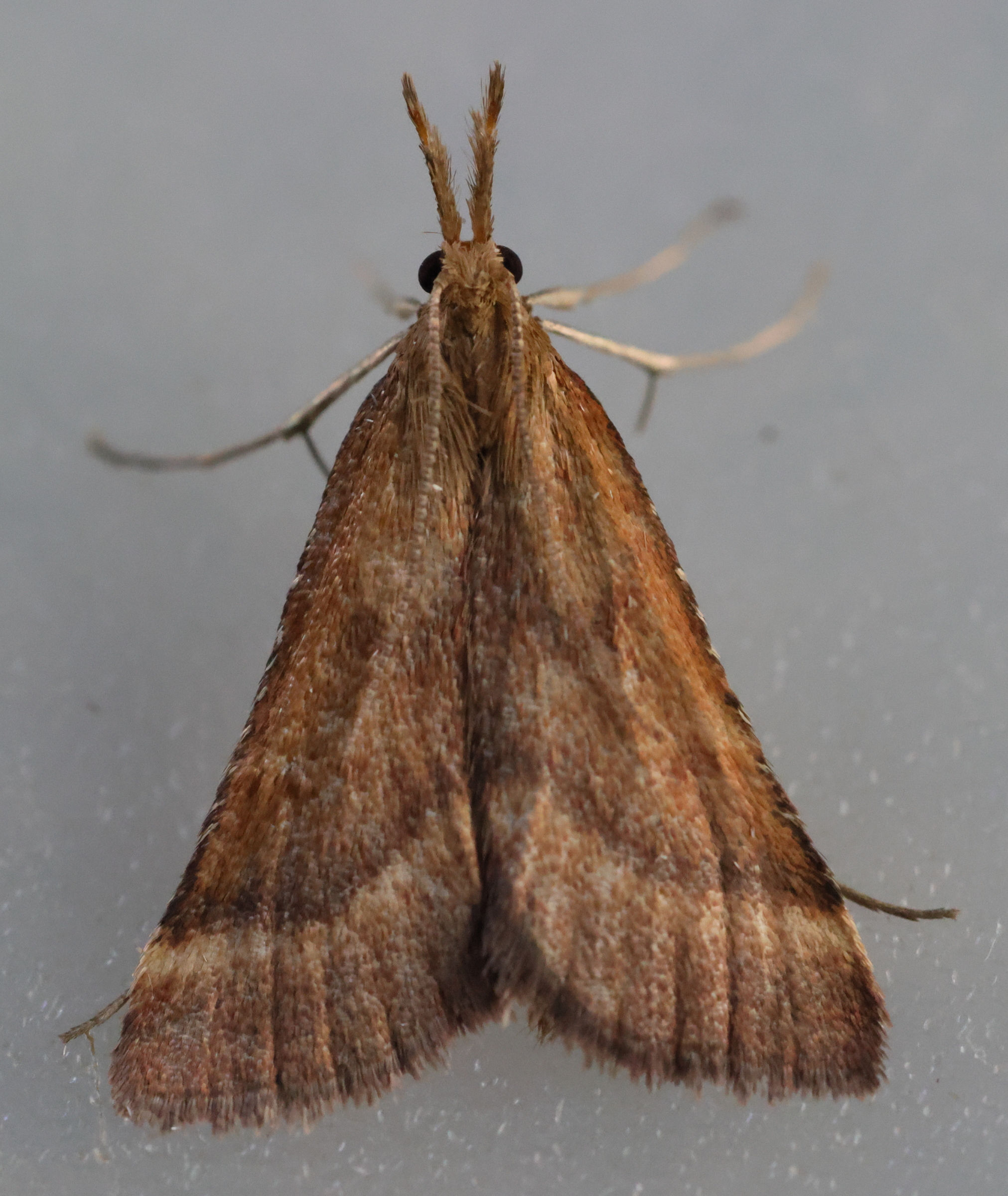 synaphe_punctalis2md