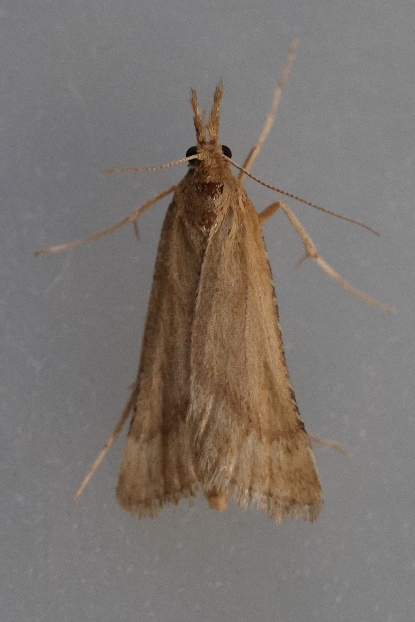 synaphe_punctalis4md