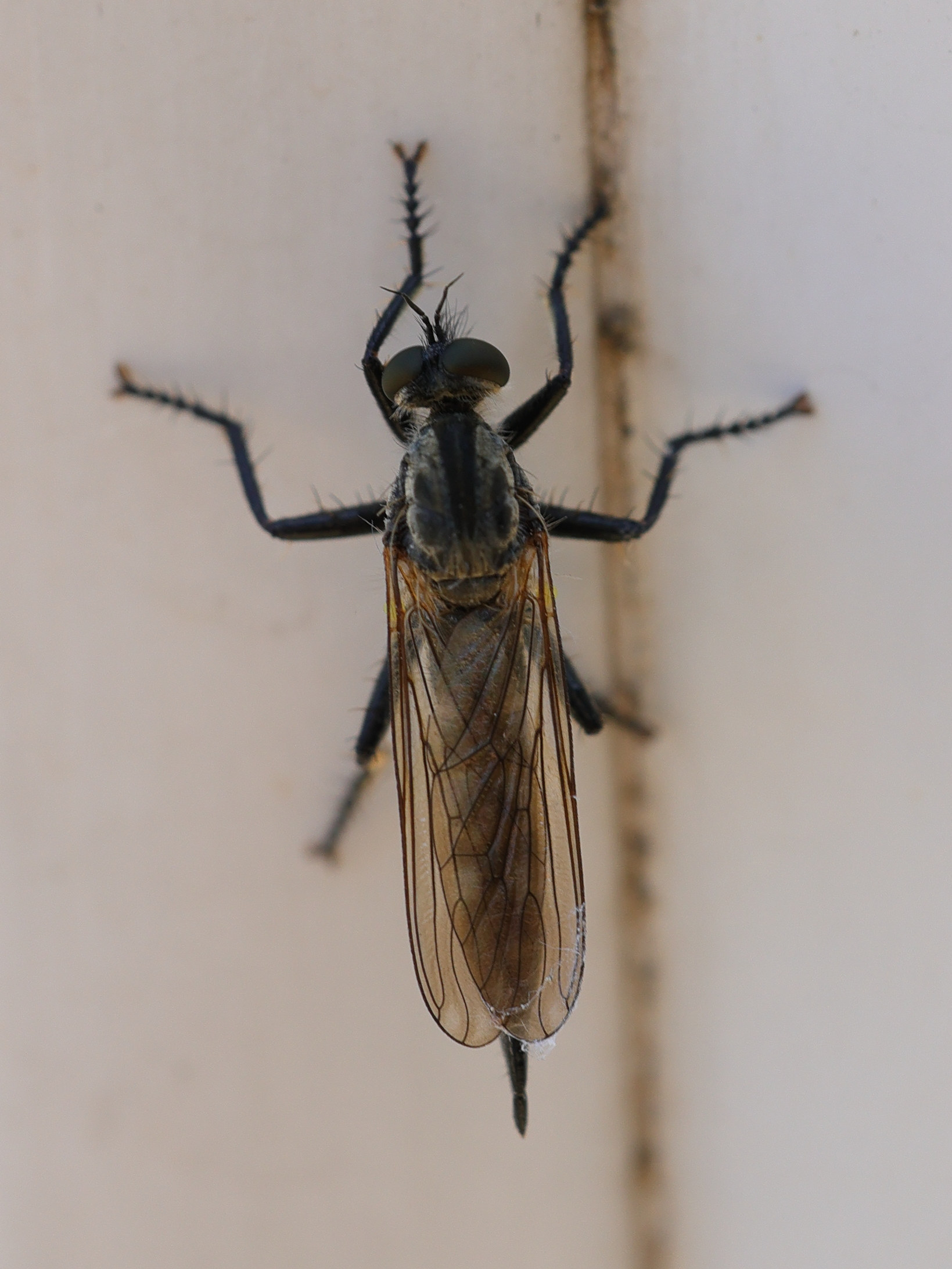 didysmachus_picipes2md