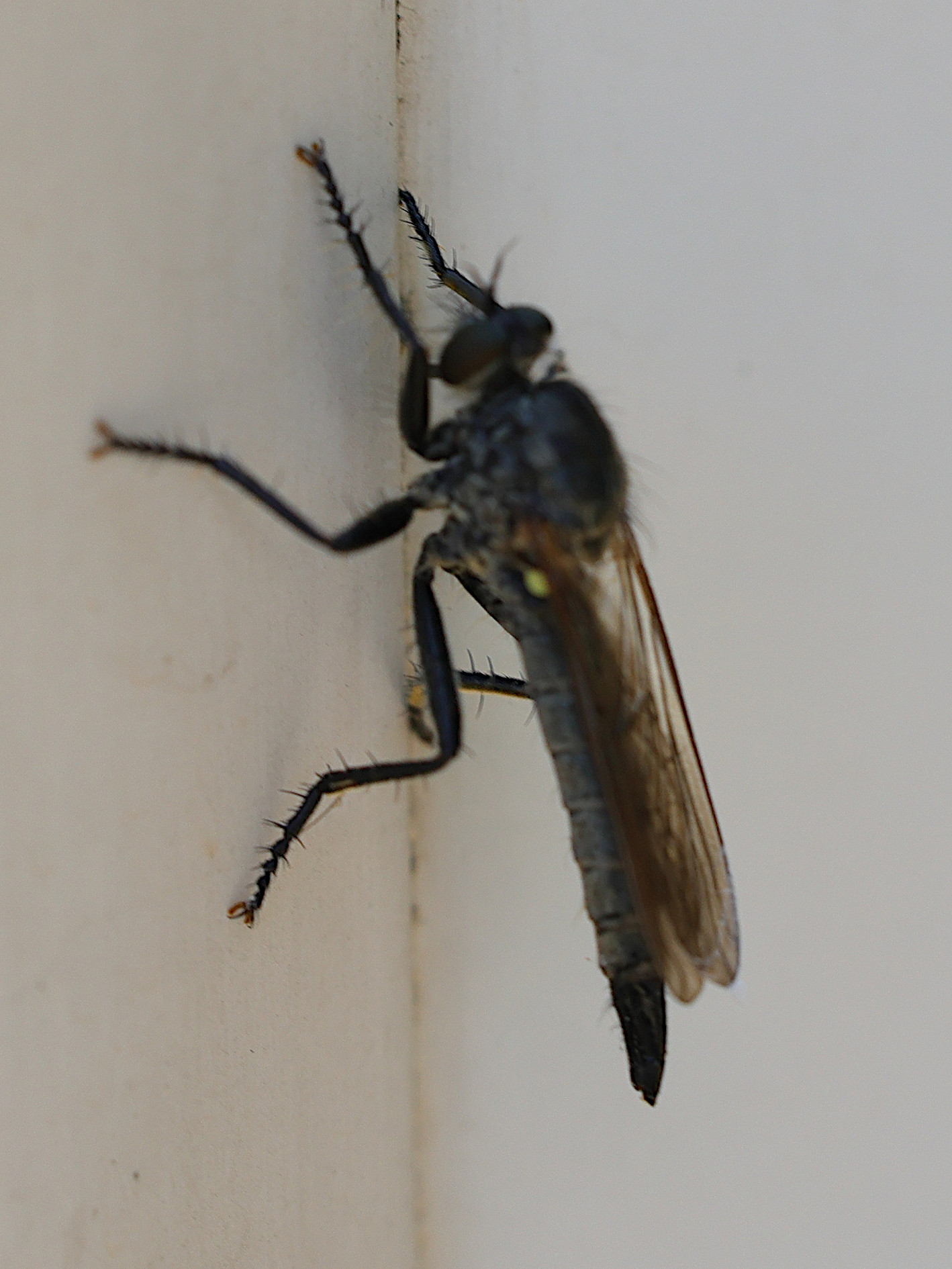 didysmachus_picipes3md