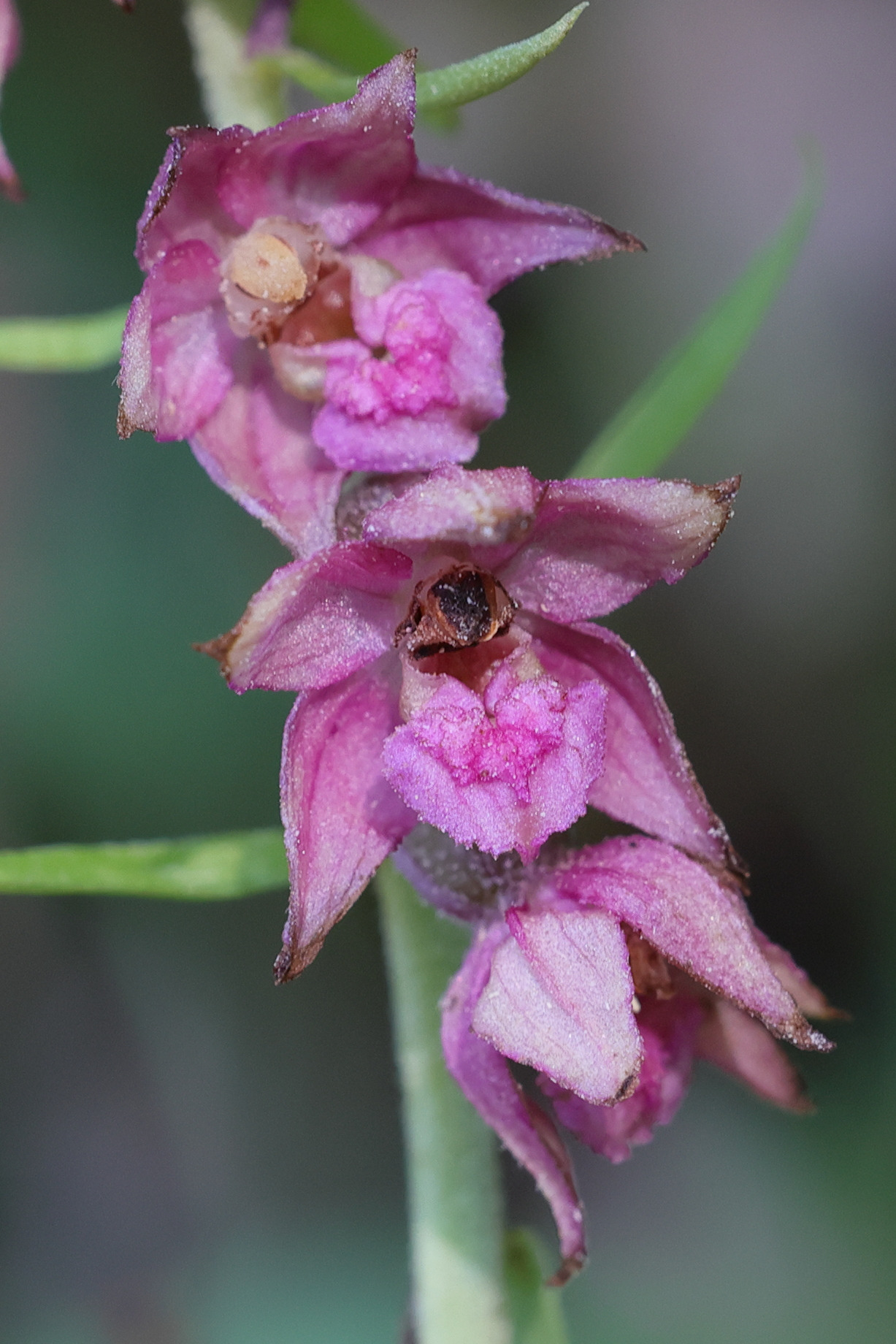 epipactis_atrorubens4md