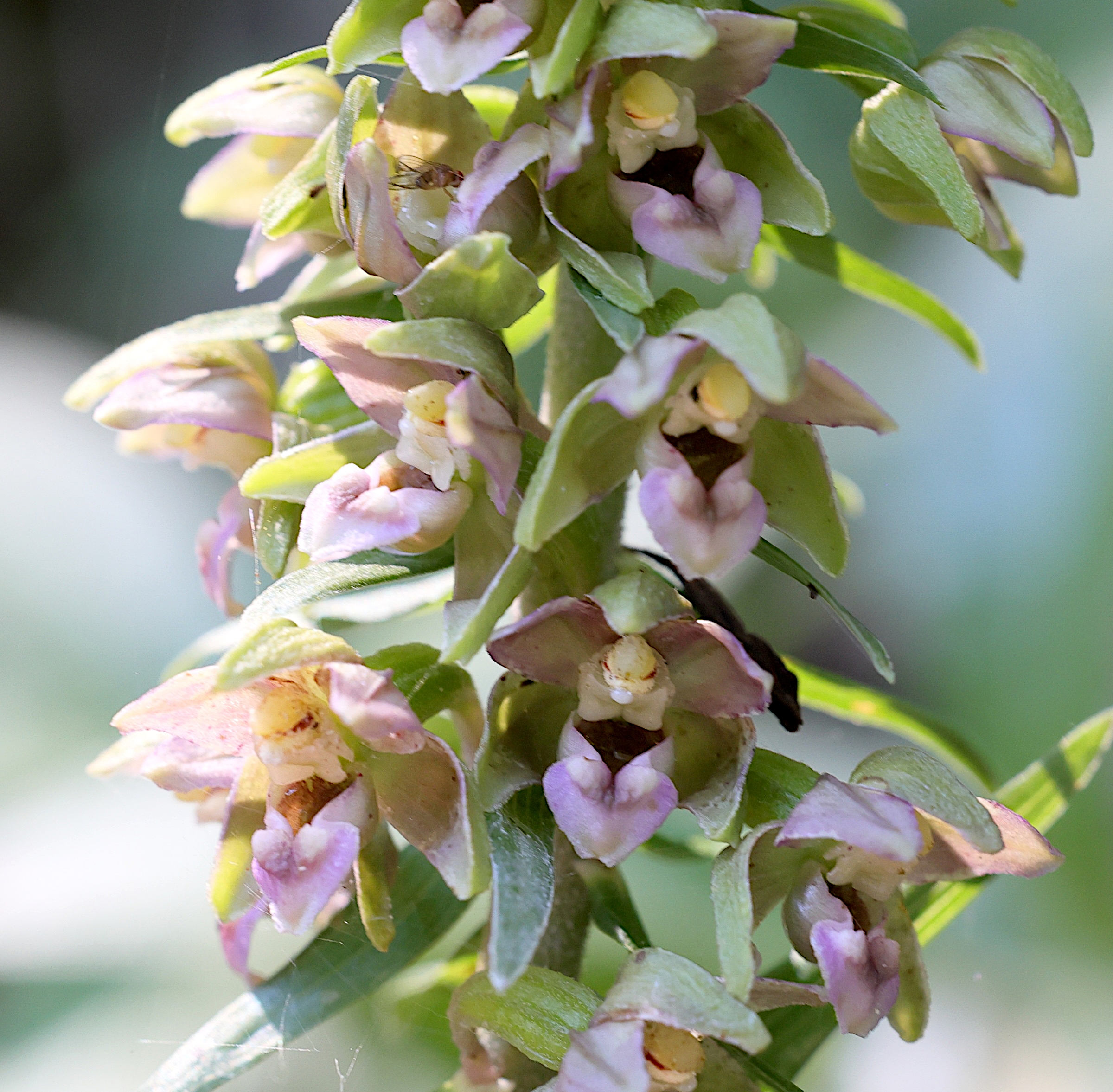 Afficher le média epipactis_helleborine6md epipactis_helleborine6md