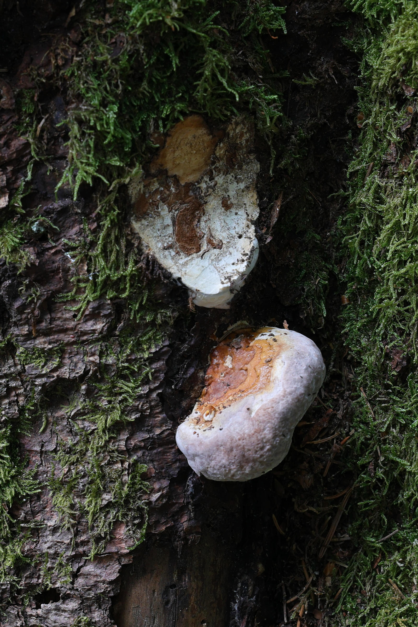 Afficher le média fomitopsis_pinicola4md fomitopsis_pinicola4md