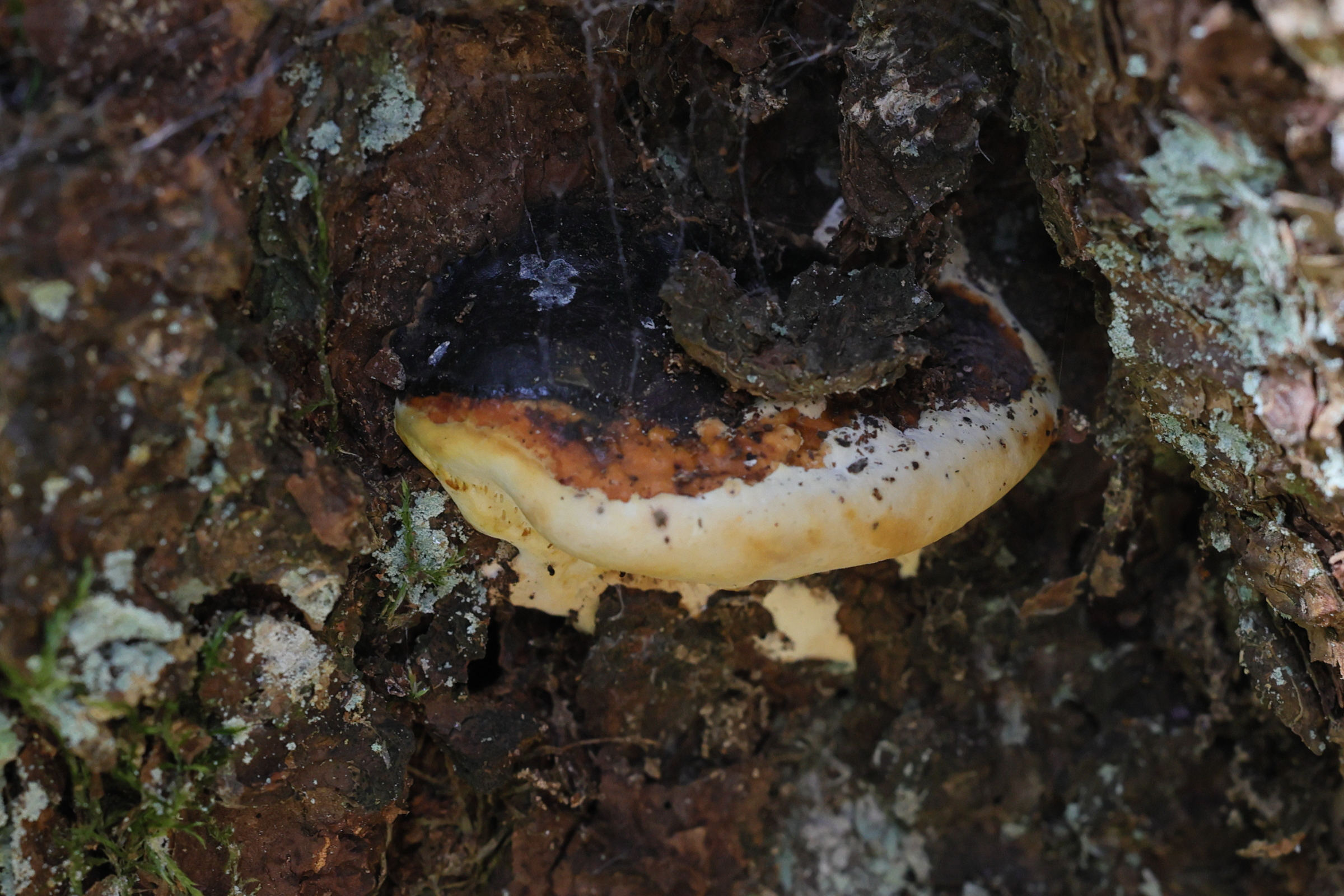 Afficher le média fomitopsis_pinicola5md fomitopsis_pinicola5md
