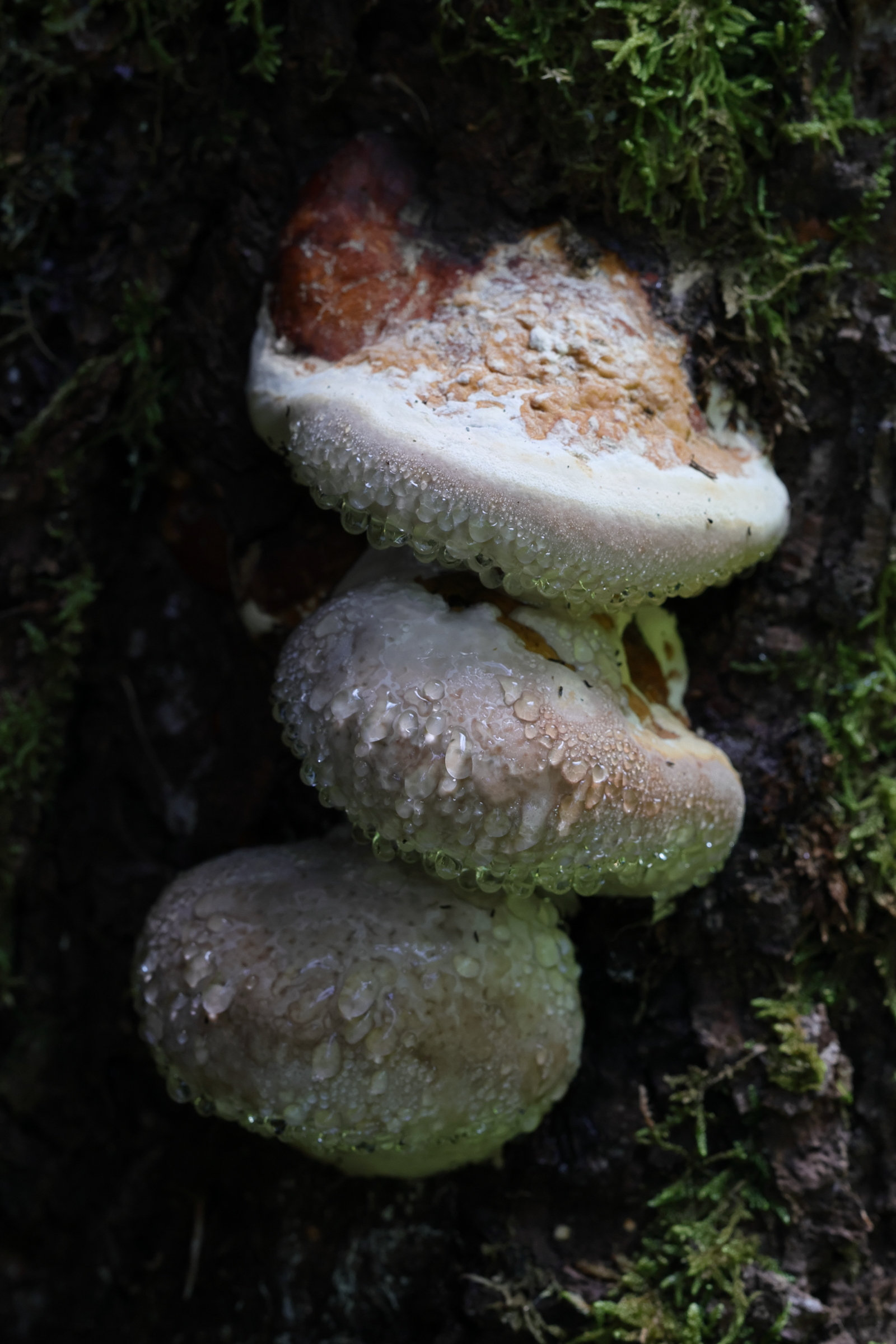 Afficher le média fomitopsis_pinicola6md fomitopsis_pinicola6md
