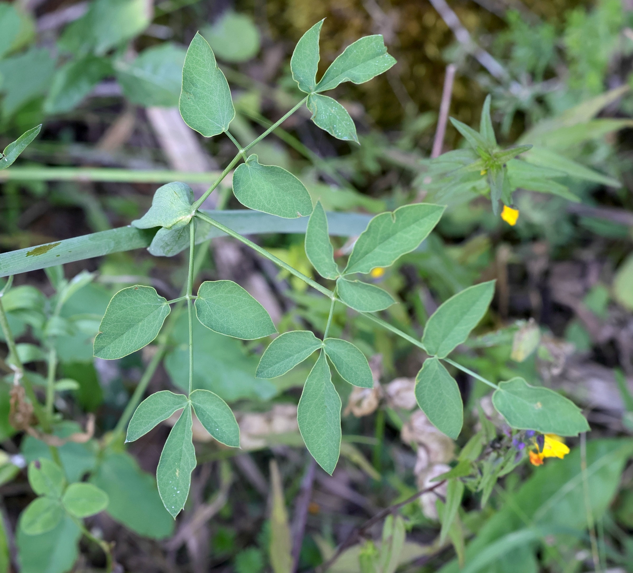 Afficher le média laserpitium_latifolium7md laserpitium_latifolium7md