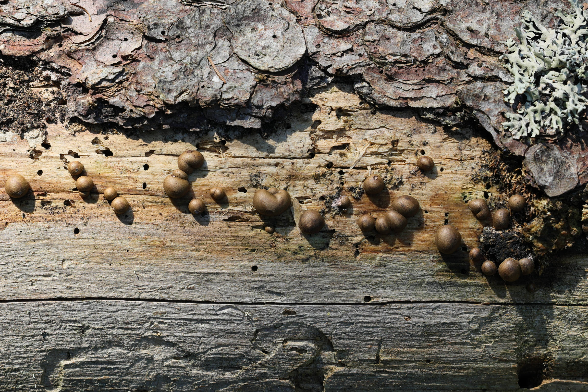 lycogala_epidendrum3md