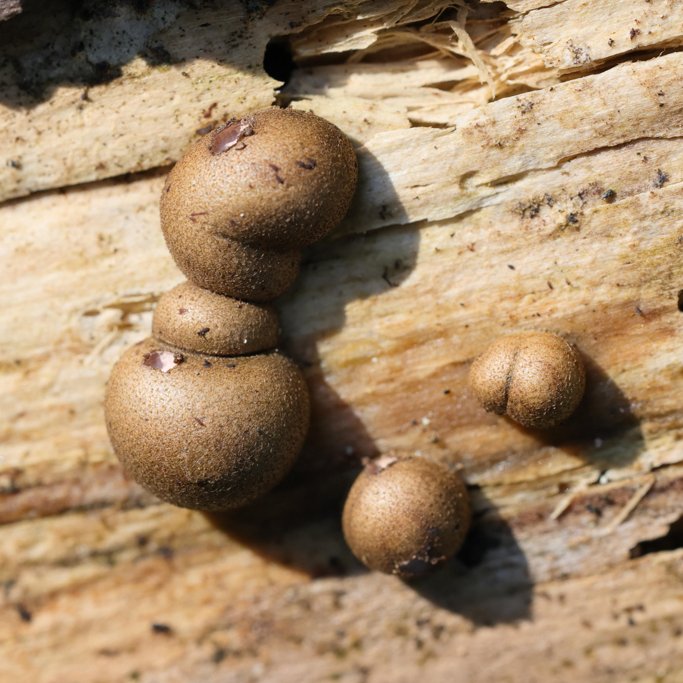 lycogala_epidendrum4md