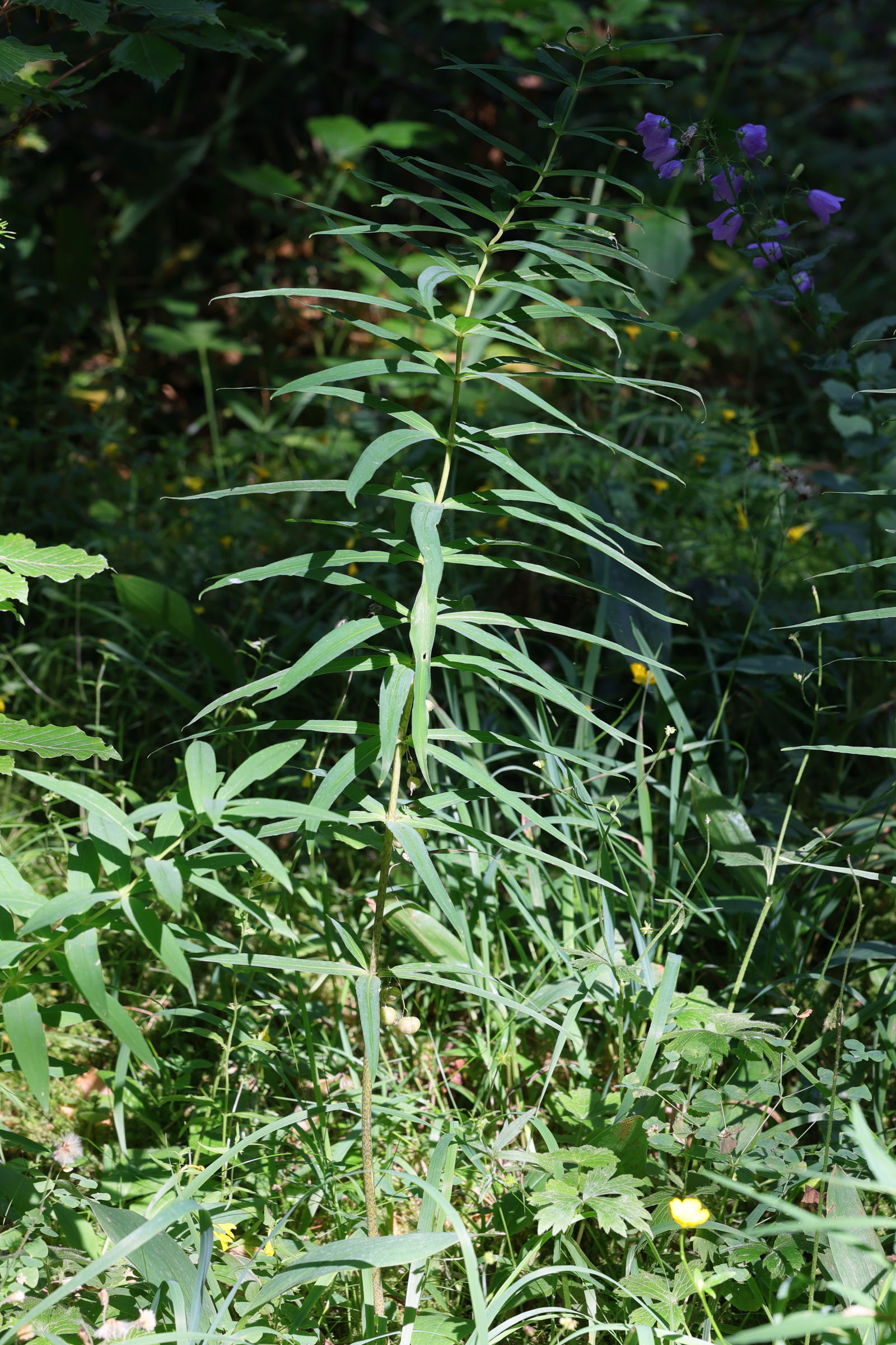 polygonatum_verticillatum1md