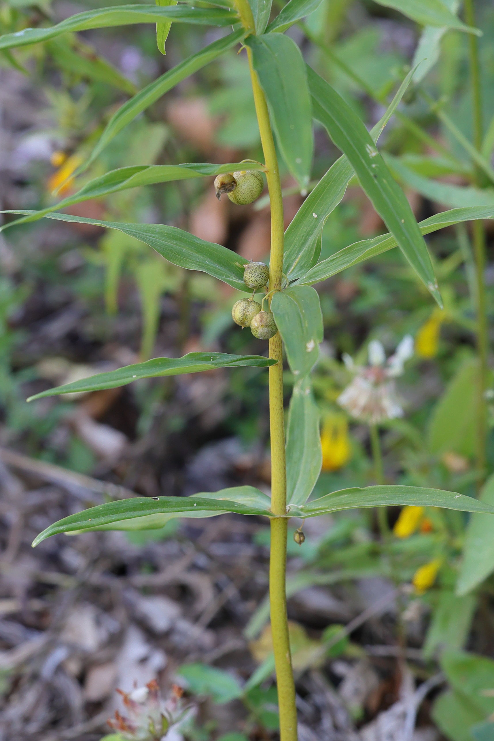 polygonatum_verticillatum3md